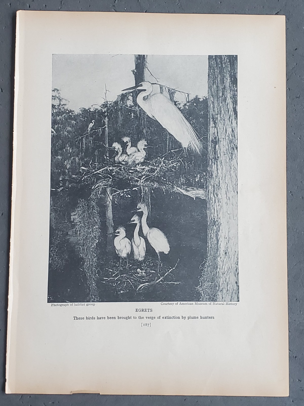 1936 Birds of America “Egrets”
