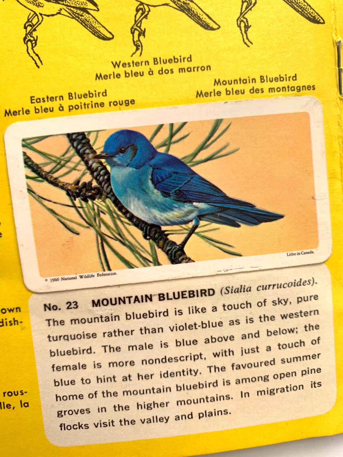 Canadian-American Songbirds Booklet Album #9, Birds, Songbirds, Brooke Bond 1966