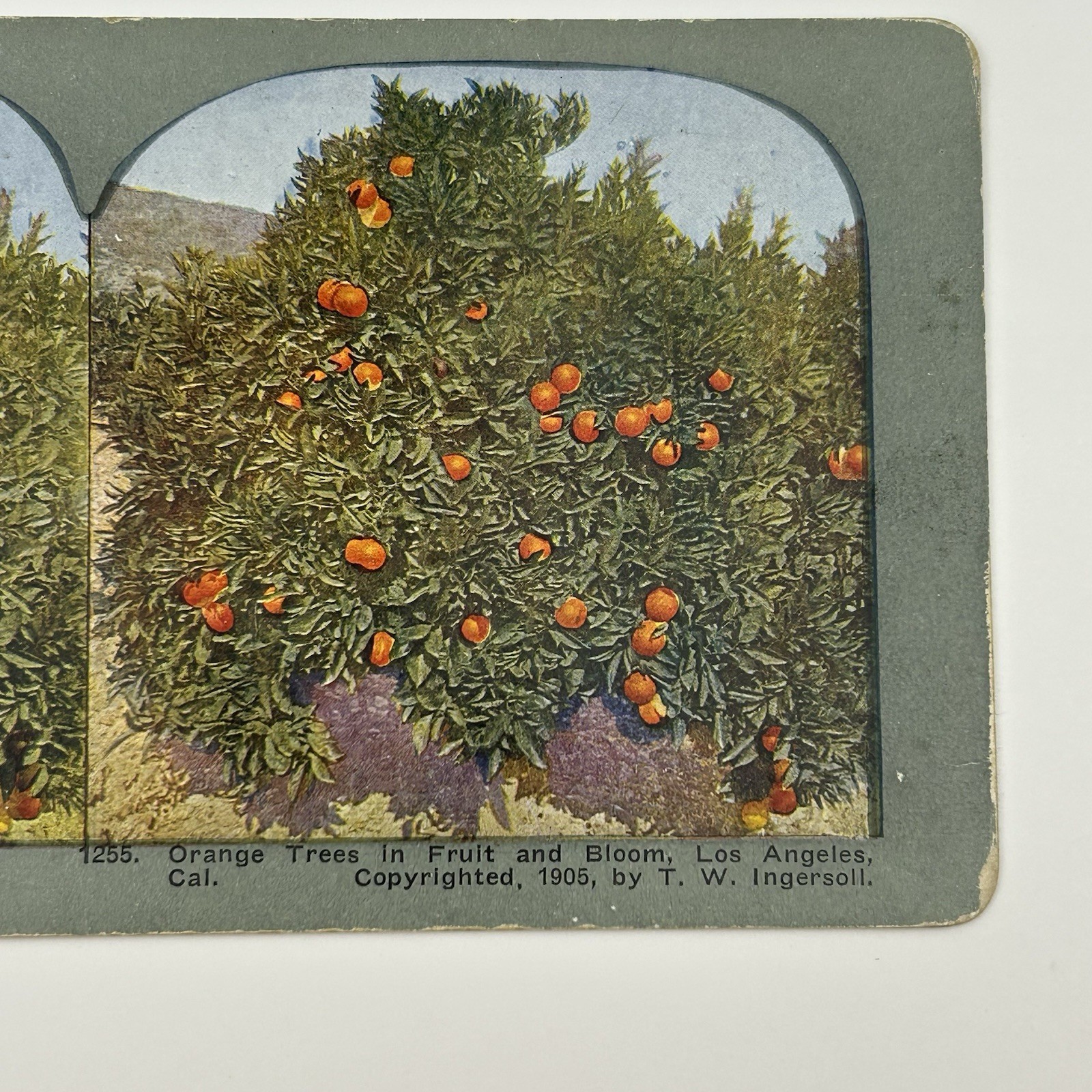 1905 Orange Trees Fruit Bloom Los Angeles Cal Stereoview Photo T W Ingersoll L-1