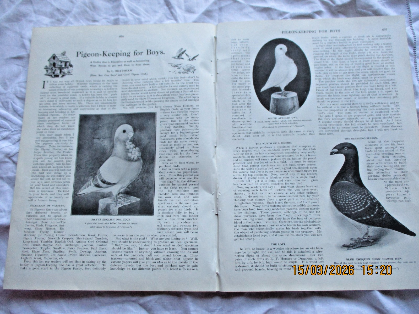 Pigeon Keeping 100 year old magazine 5 page article