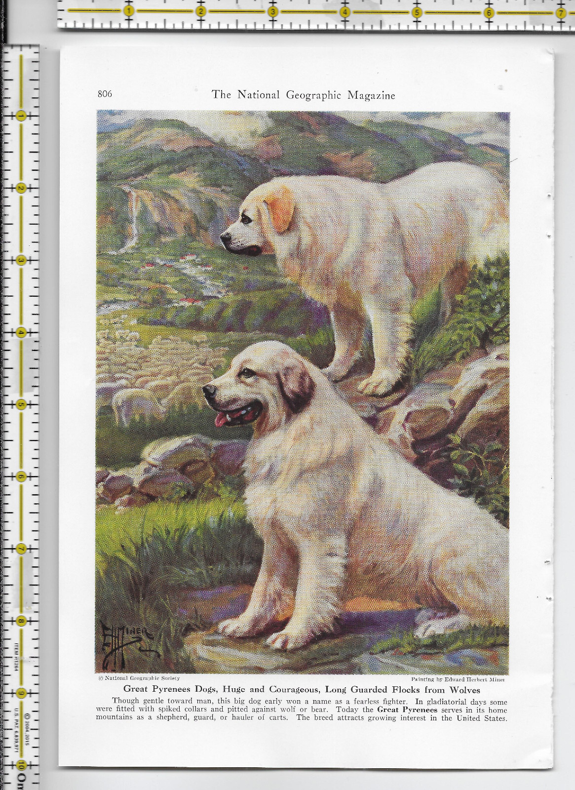 Working Dogs Of The World dog 1941 magazine article – 32 pgs