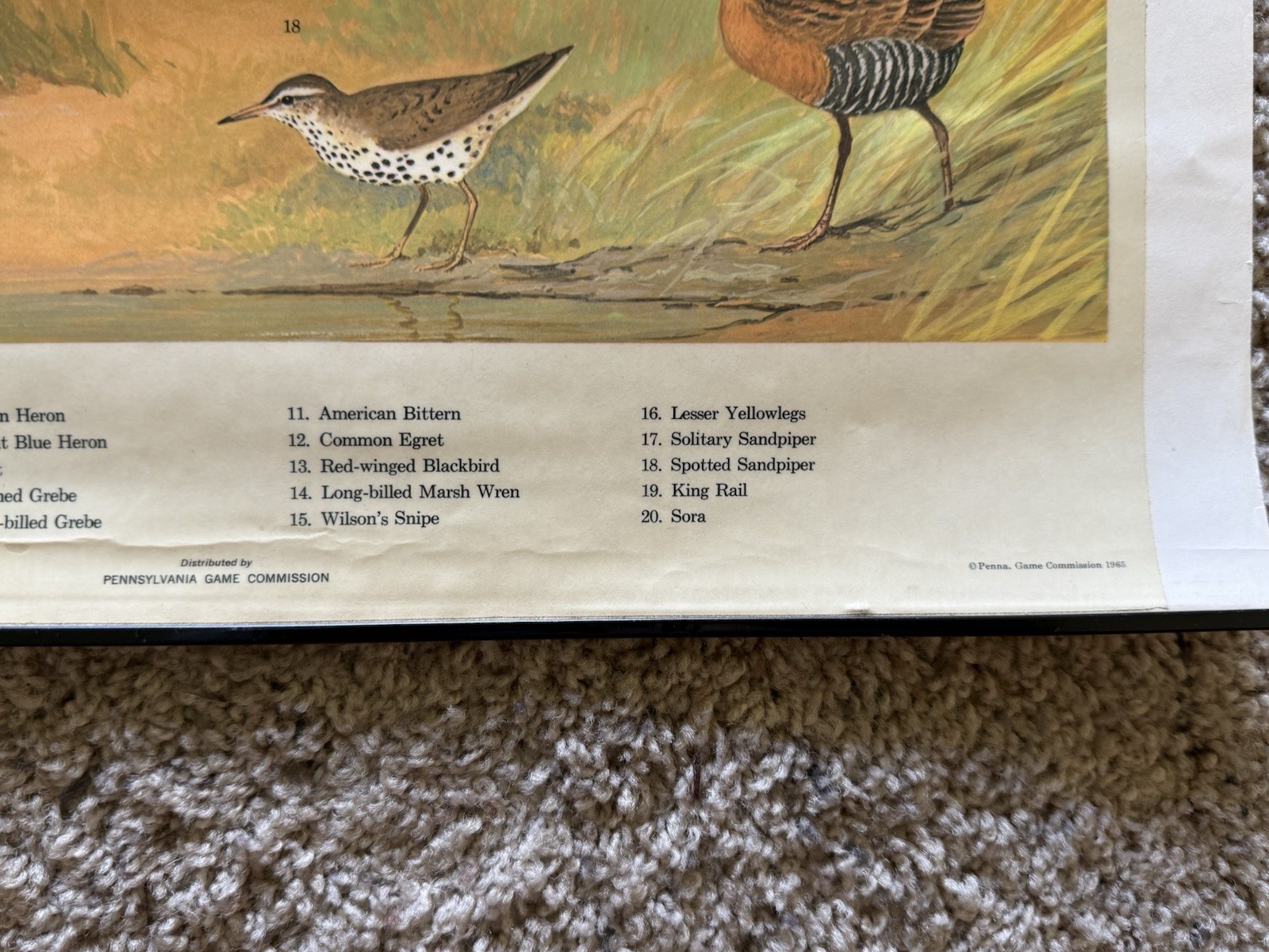 1965 PA Game Commission “Marsh & Water Birds” Poster