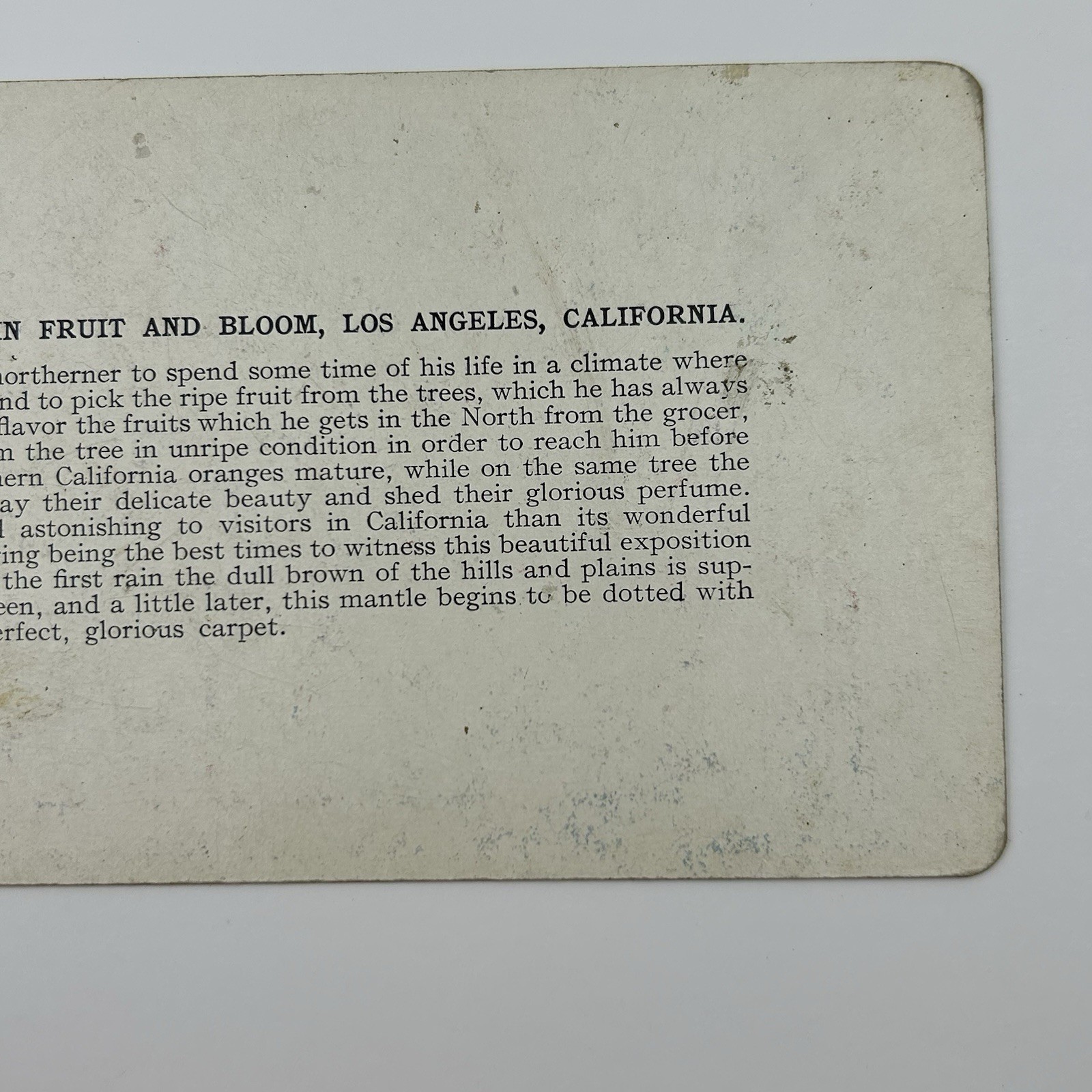 1905 Orange Trees Fruit Bloom Los Angeles Cal Stereoview Photo T W Ingersoll L-1