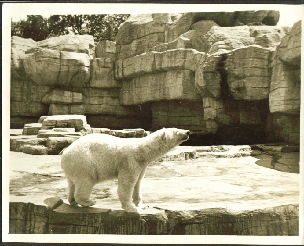 Unknown polar bear unknown zoo unknown date 8×10