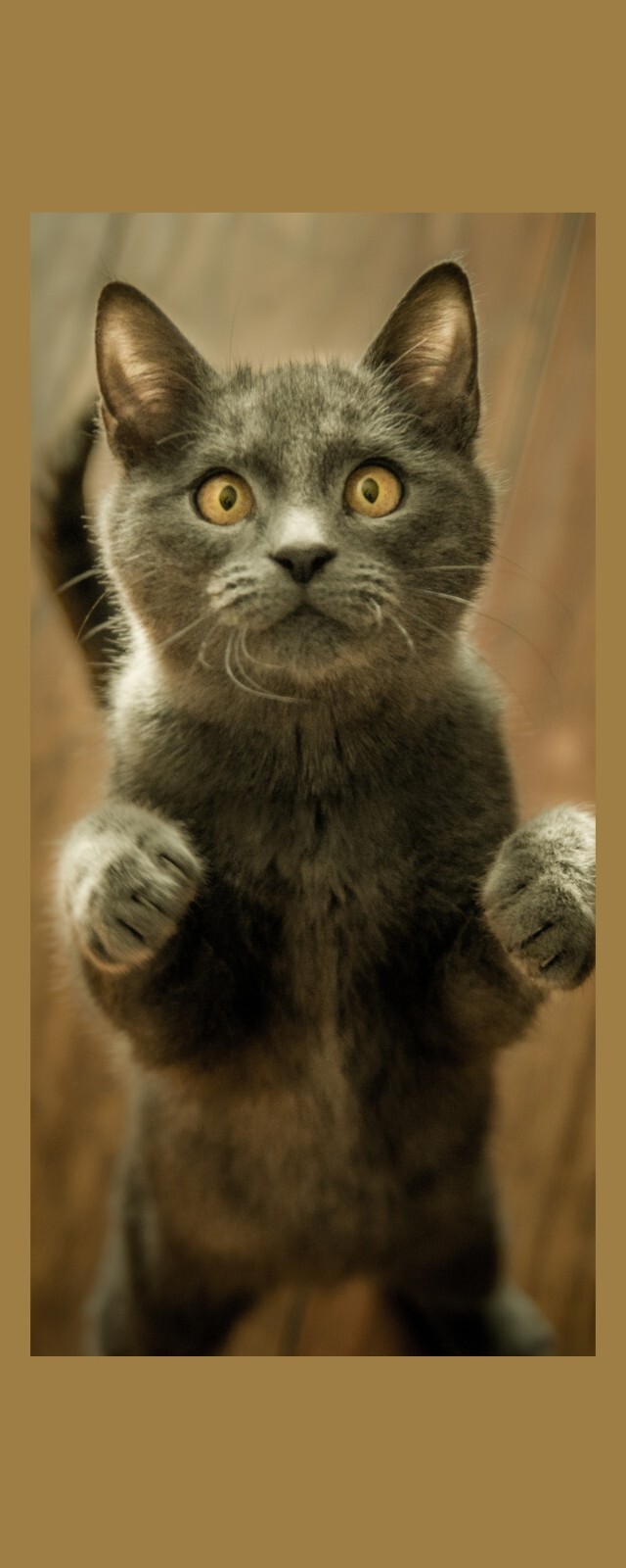 Mezmerized Cat with Orange Eyes- Laminated Photo Bookmark – 2.5 x 6 in