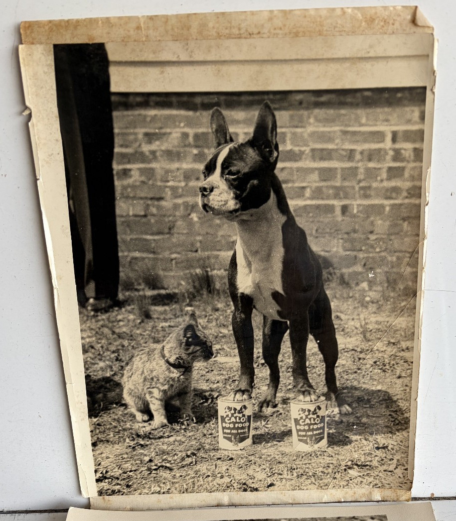 Calo Dog Food Advertising Proof RPPC photos 1950s Boston Terrier –paws on Cans