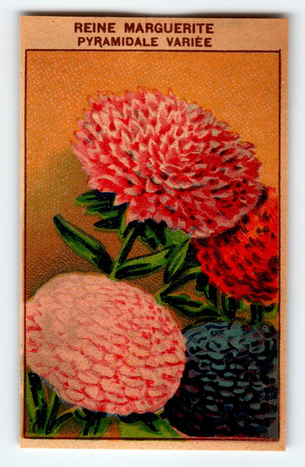 1920’s Flower Art Print REINE MARGUERITE Lithograph Original Made For Seed Pack