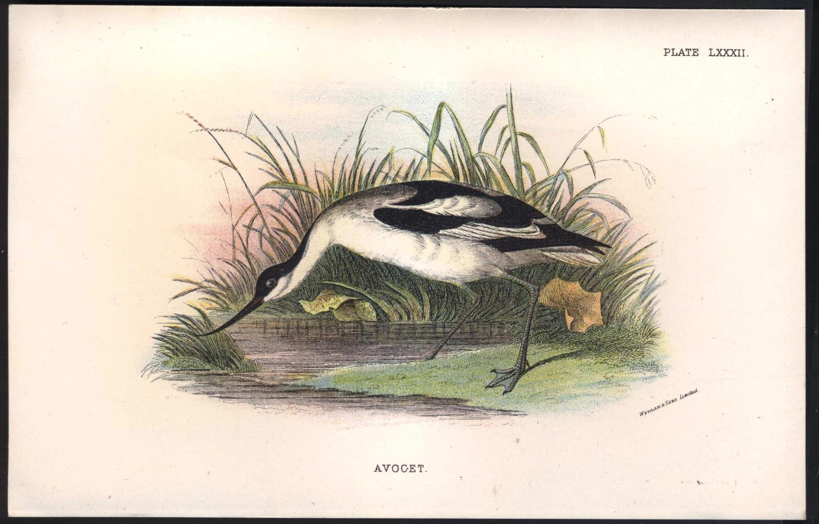 Original 19th Century Chromo-Litho BIRD Print: AVOCET. VGC. Free UK p&p