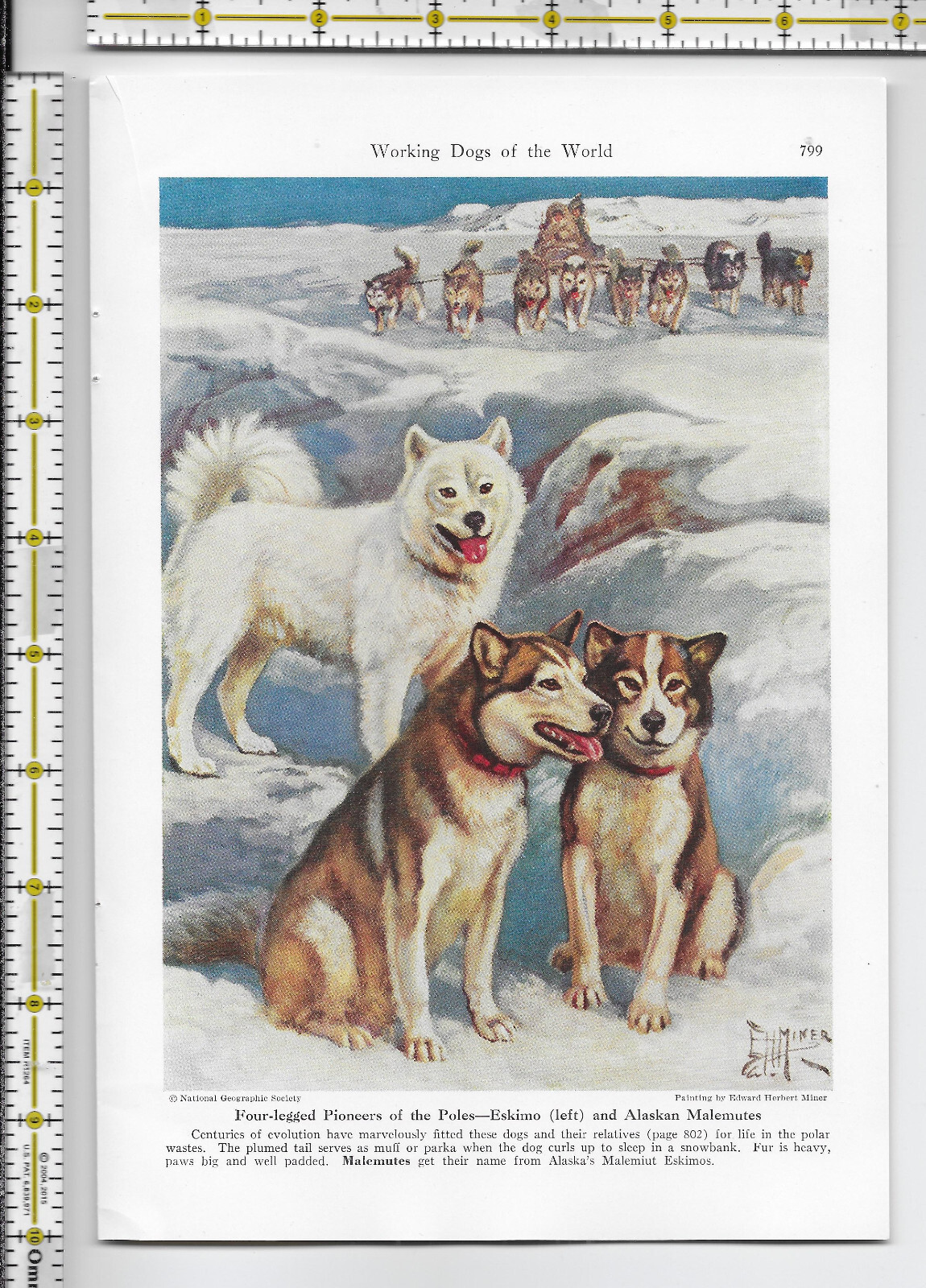 Working Dogs Of The World dog 1941 magazine article – 32 pgs