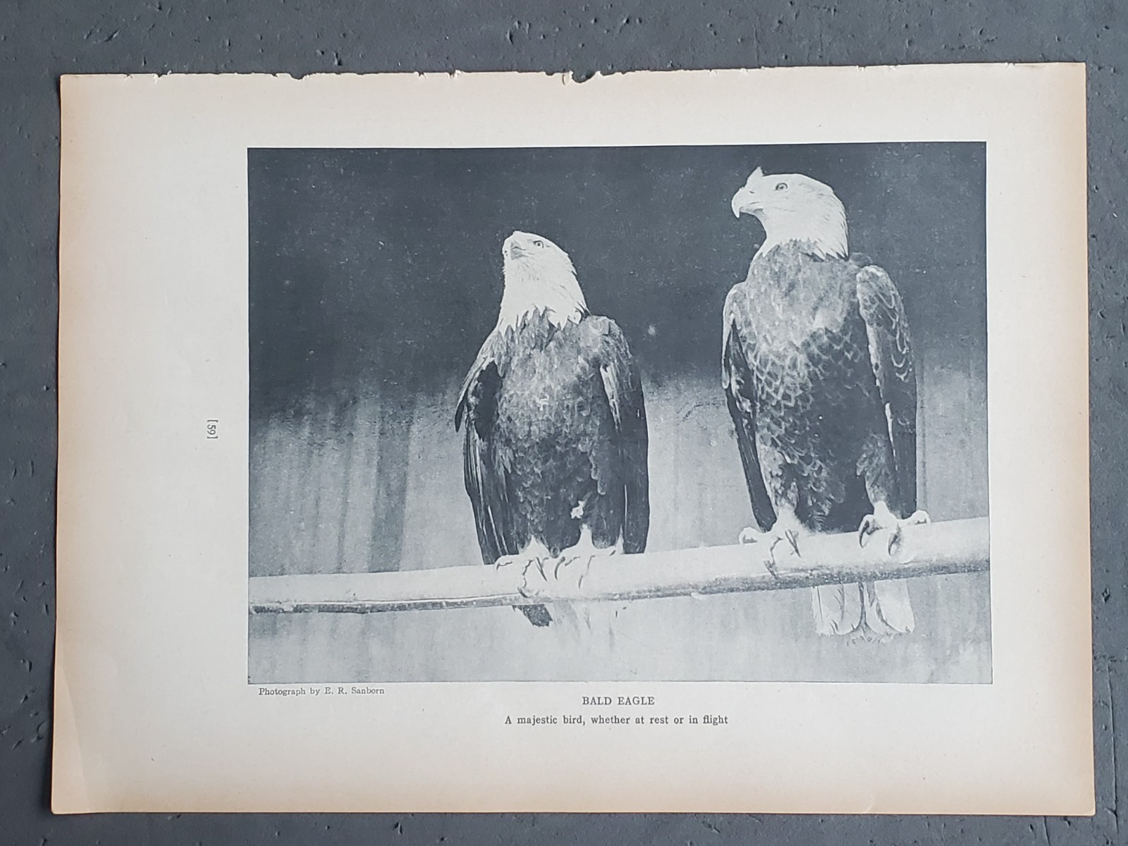 1936 Birds of America “Bald Eagle”