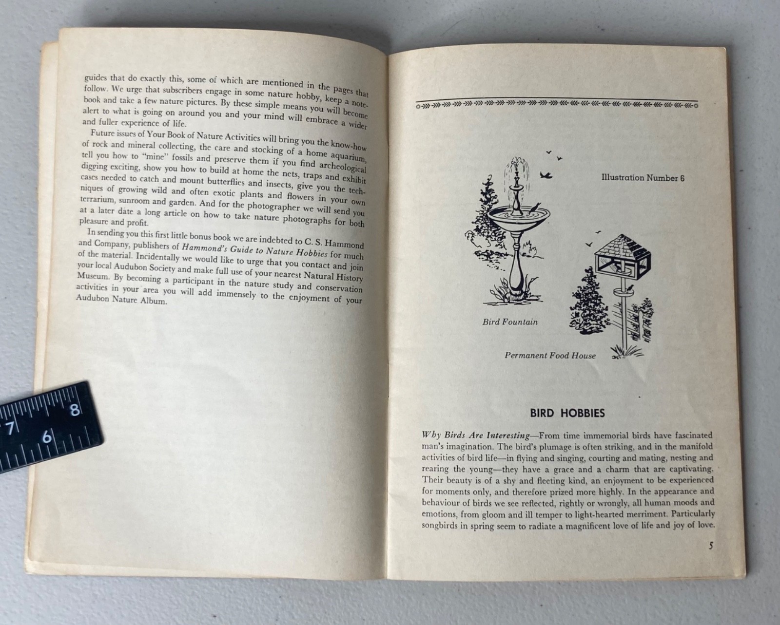 1953 Audubon Society booklet Nature Activities Fun With Birds Nelson Doubleday