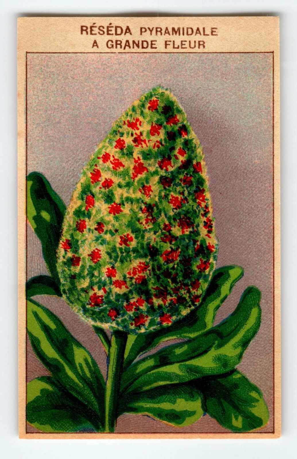 1920’s Flower Art Print RESEDA PYRAMID Lithograph Original Vintage For Seed Pack