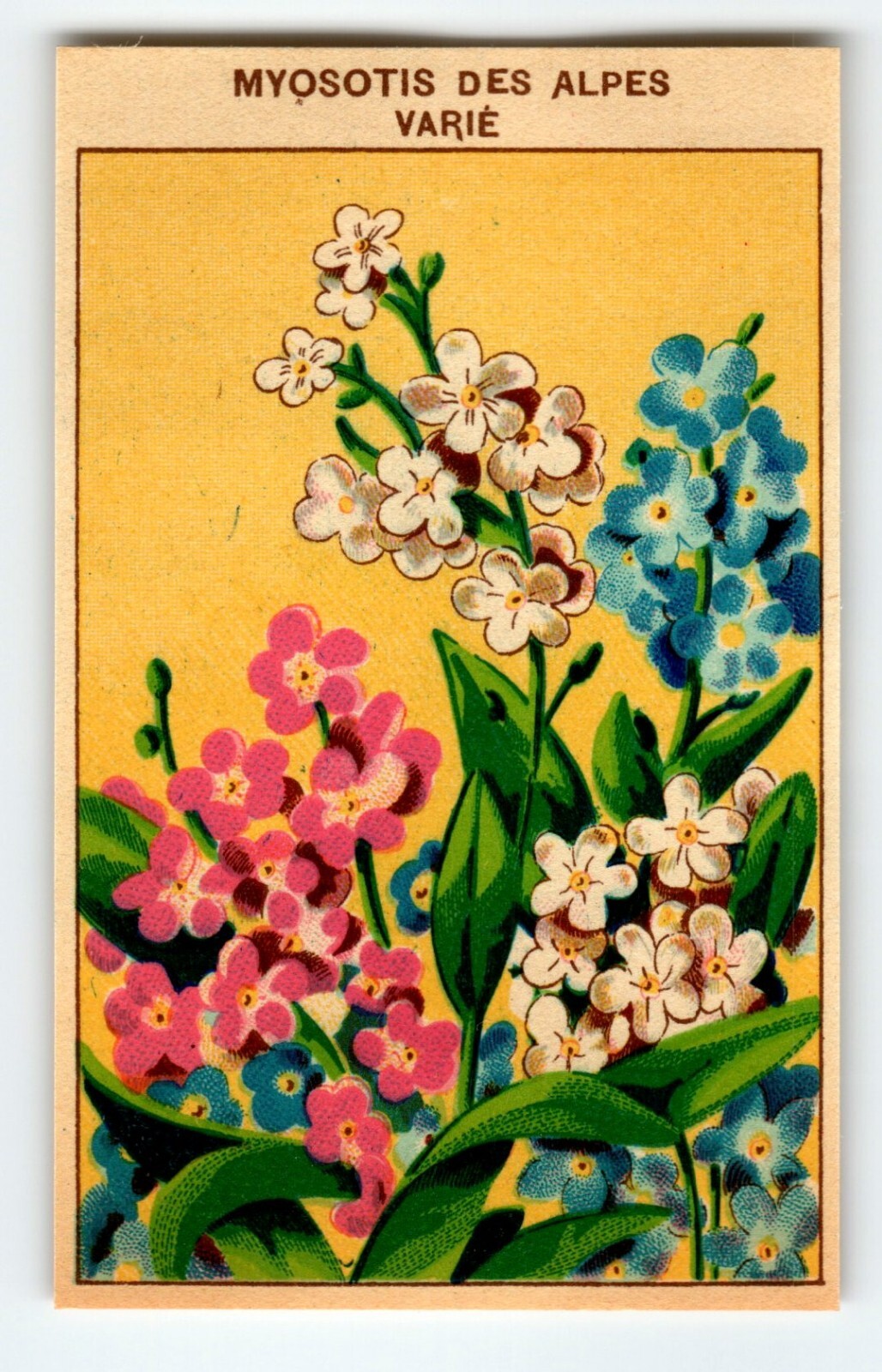 1920’s Flower Art Print MYOSOTIS DES ALPES Lithograph Original For Seed Pack