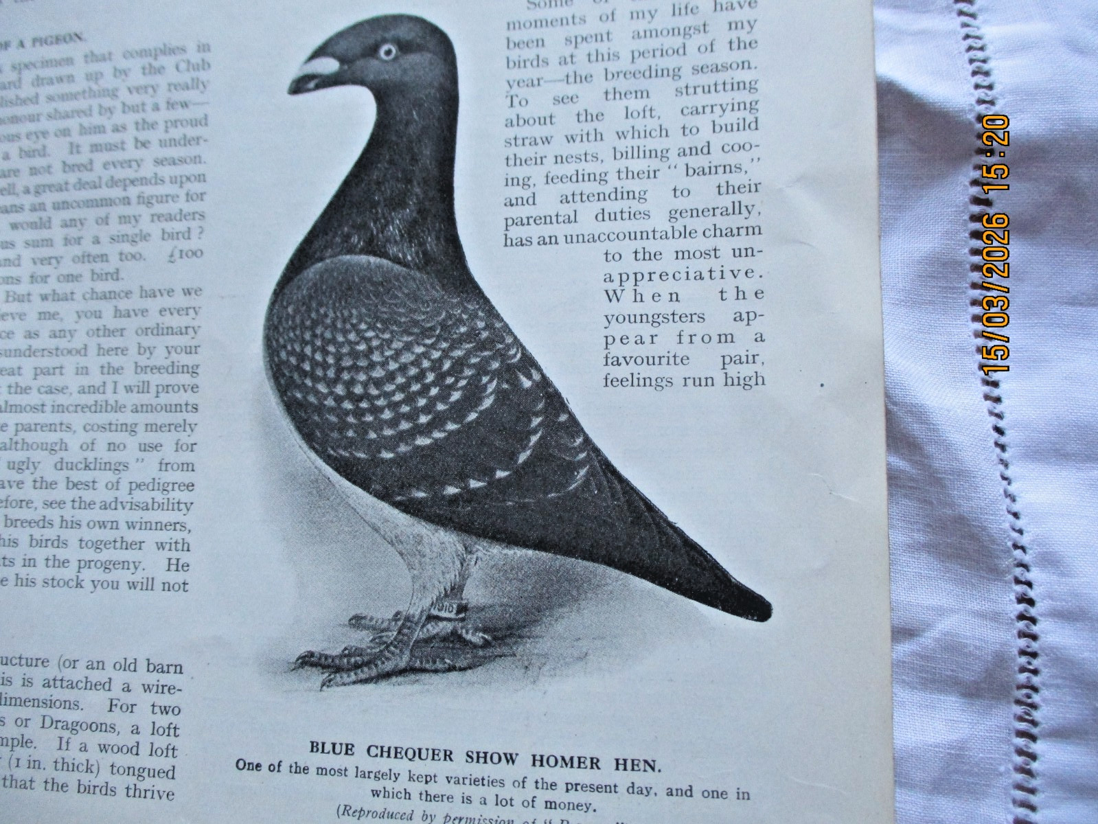 Pigeon Keeping 100 year old magazine 5 page article