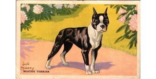 Boston Terrier Trade Card 1890s Our Friend-The Dog, Lithograph, Jack Murray