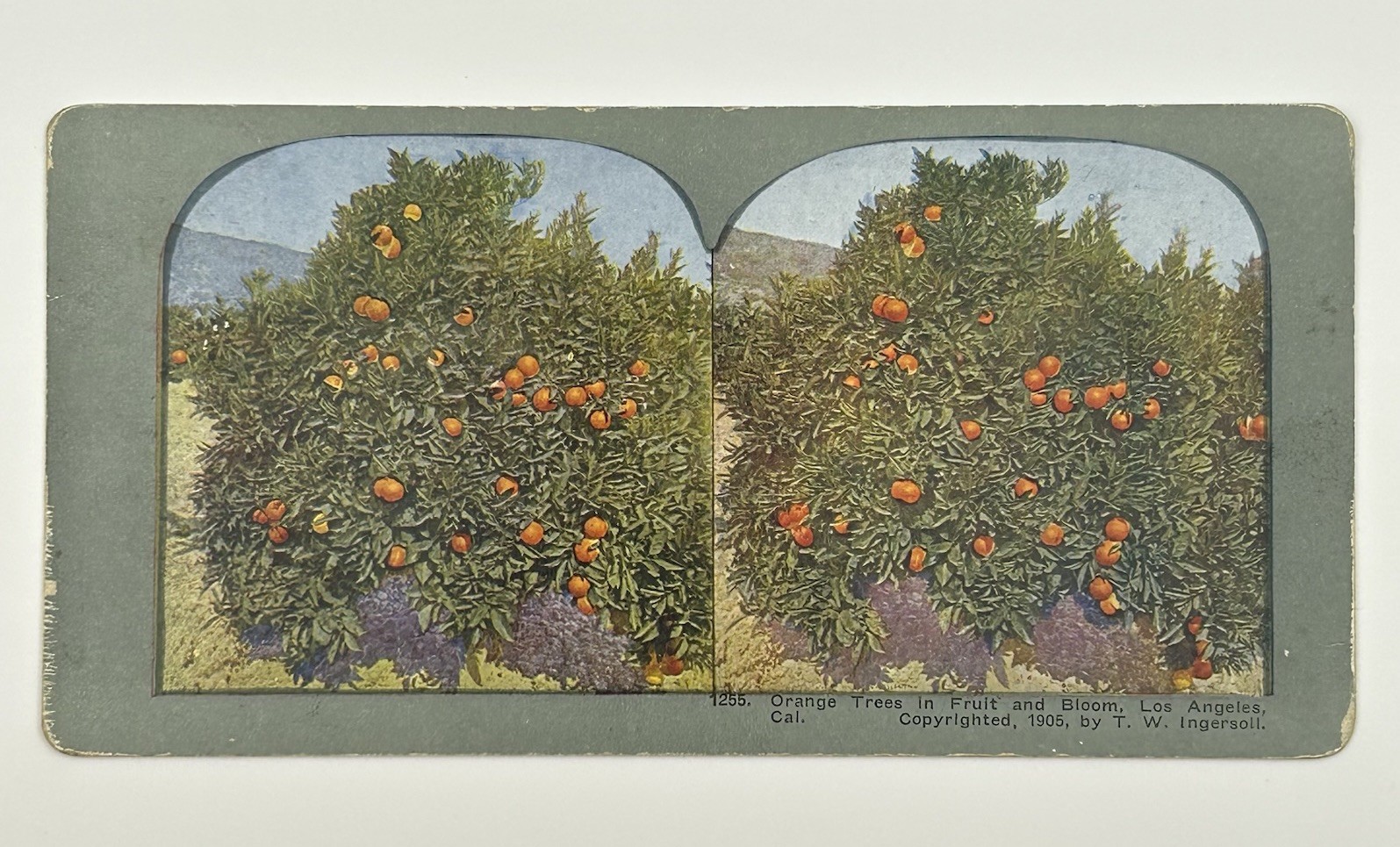 1905 Orange Trees Fruit Bloom Los Angeles Cal Stereoview Photo T W Ingersoll L-1