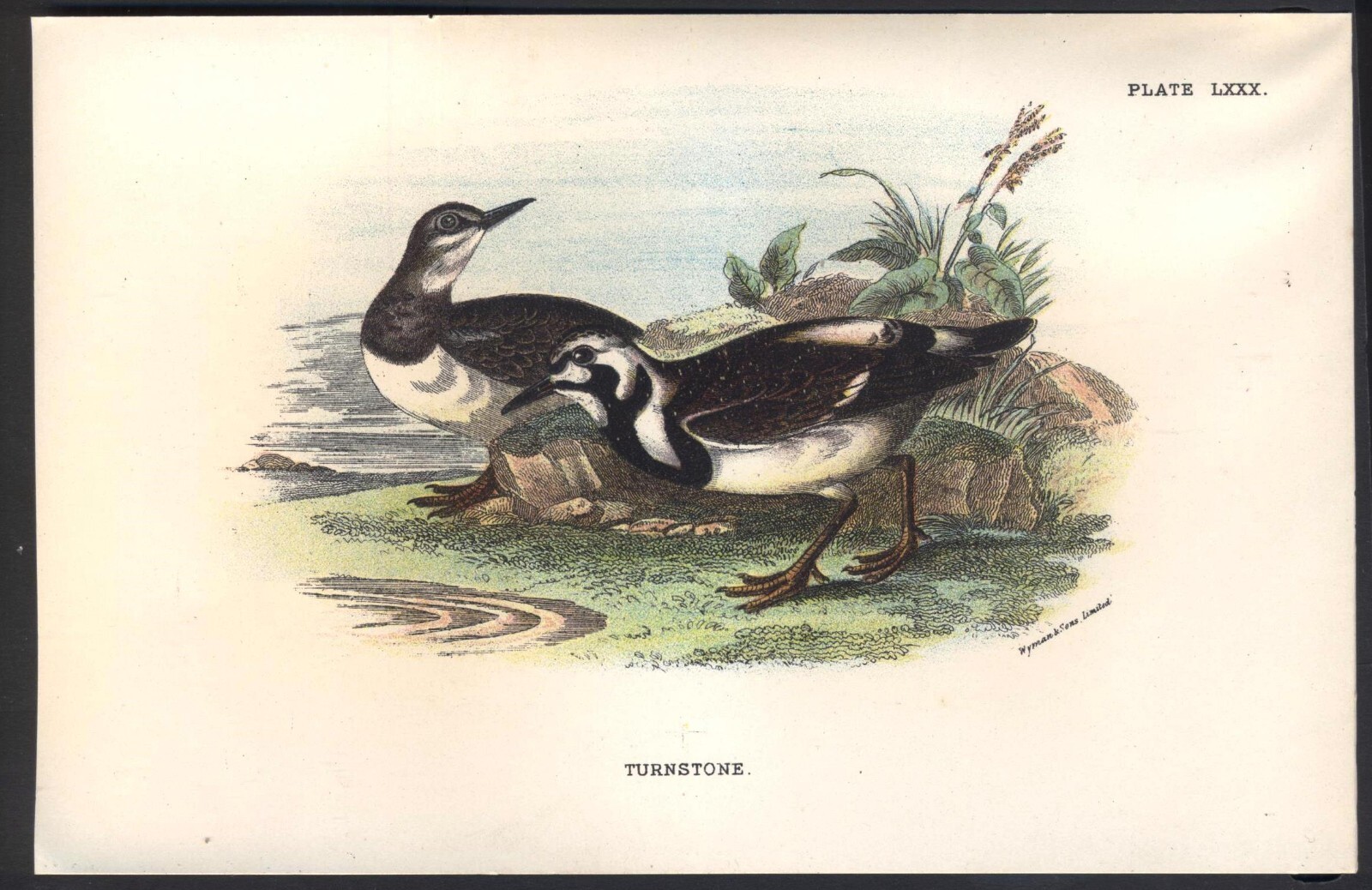 Original 19th Century Chromo-Litho BIRD Print: TURNSTONE. VGC. Free UK p&p