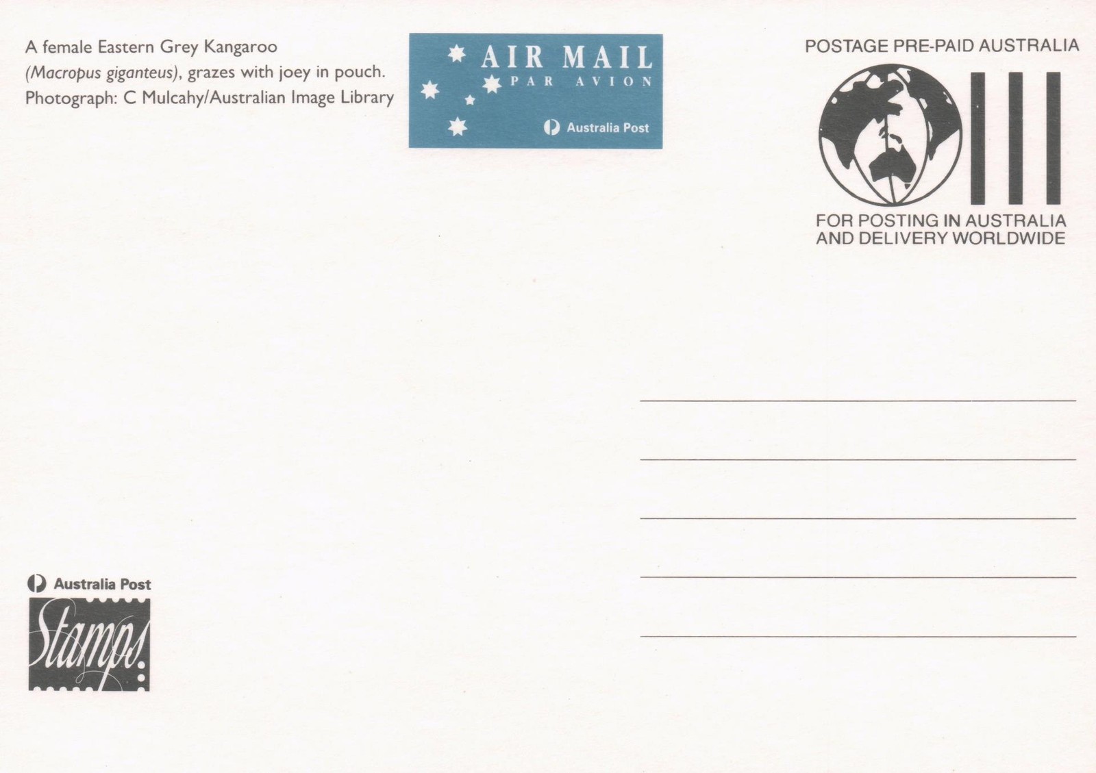 1994 Female Eastern Grey Kangaroo POSTCARD Maxi card Cancelled Kangaroo Island