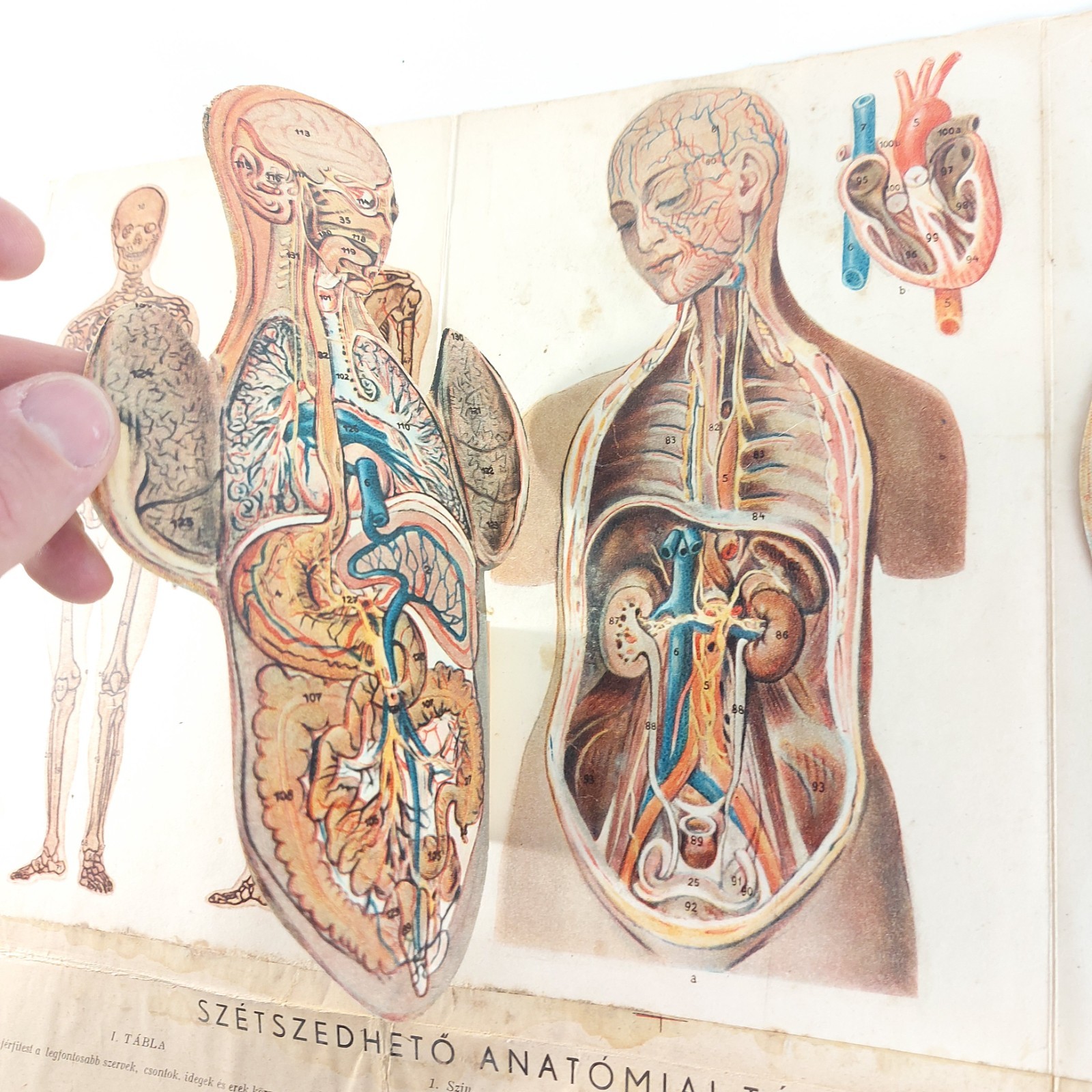 Old Antique Anatomy Illustration Skeleton Pregnancy Organs c.1910s Hungary