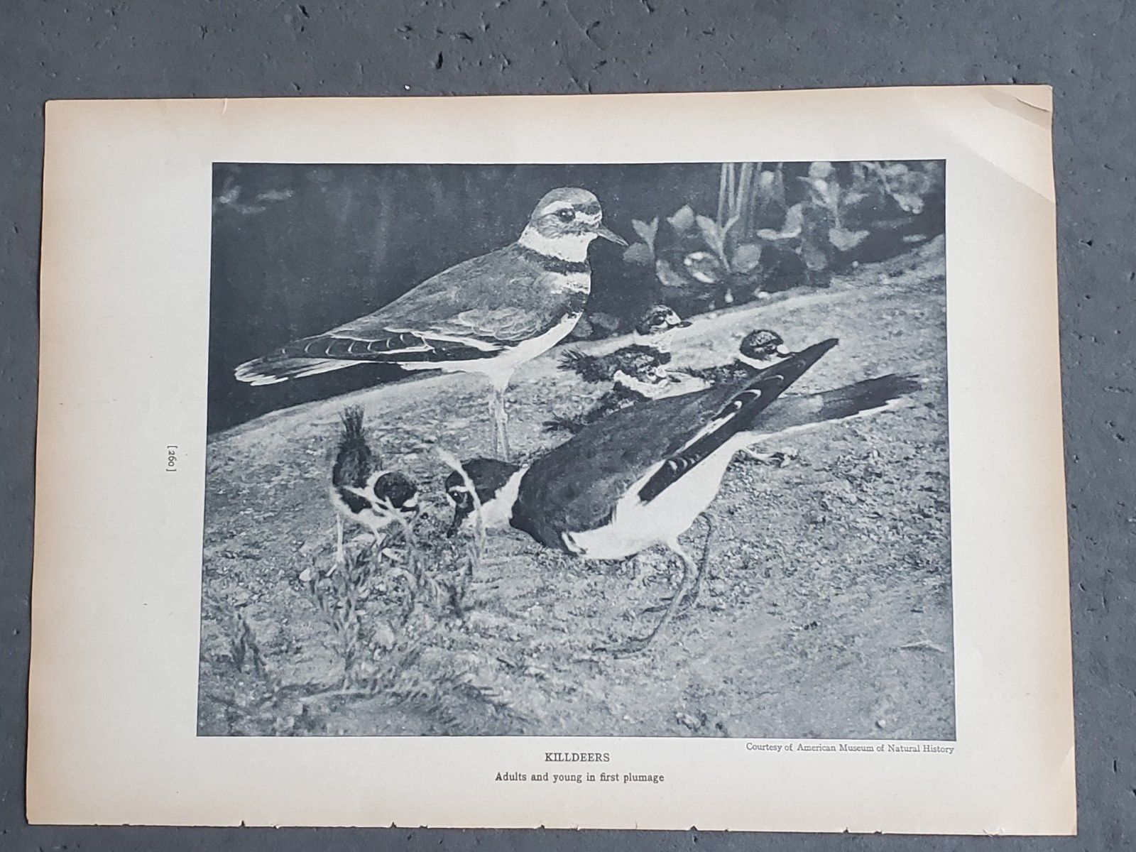 1936 Birds of America “Killdeers”