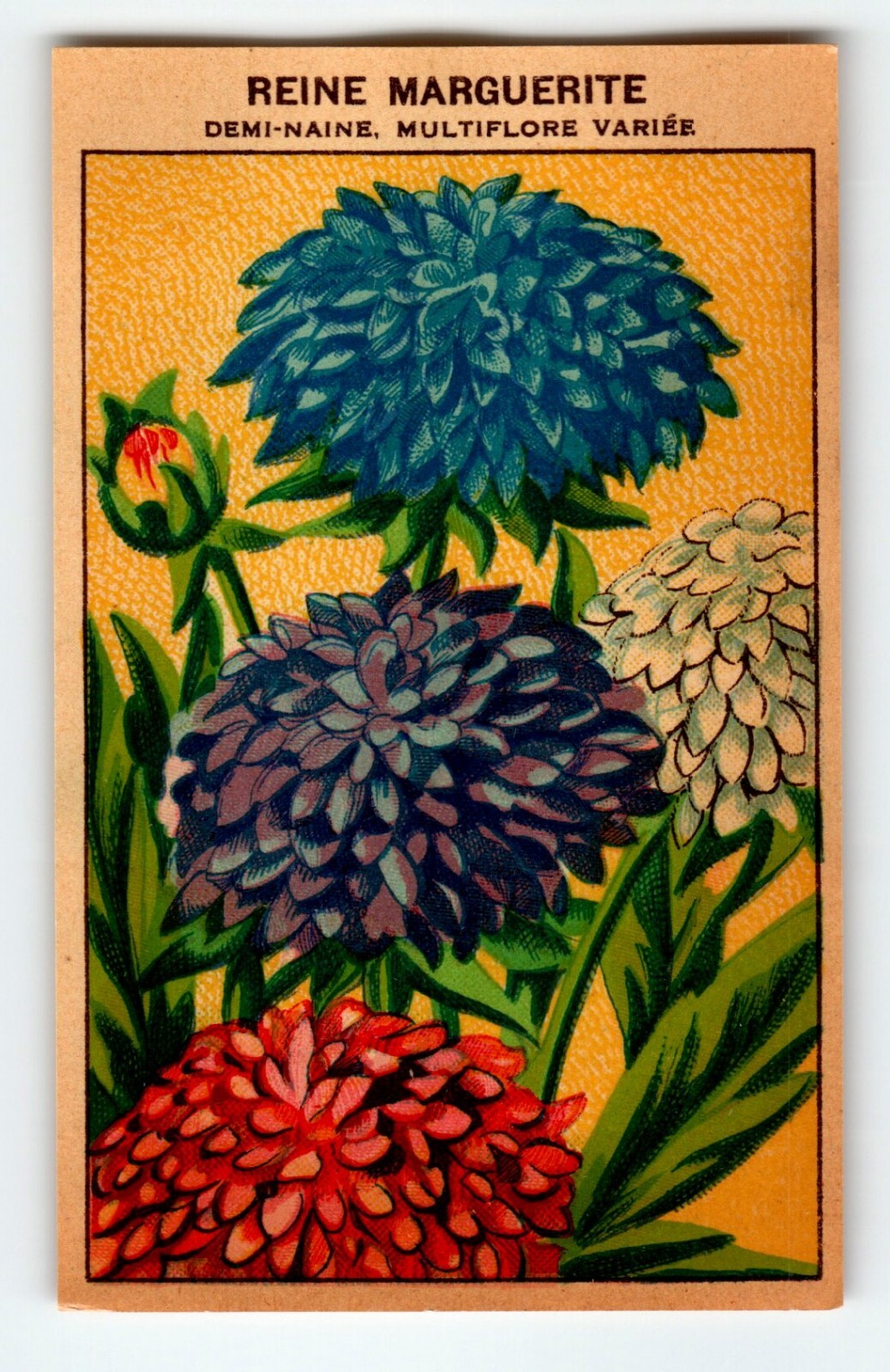 1920’s Flower Art Print REINE MARGUERITE Lithograph Original Made For Seed Pack