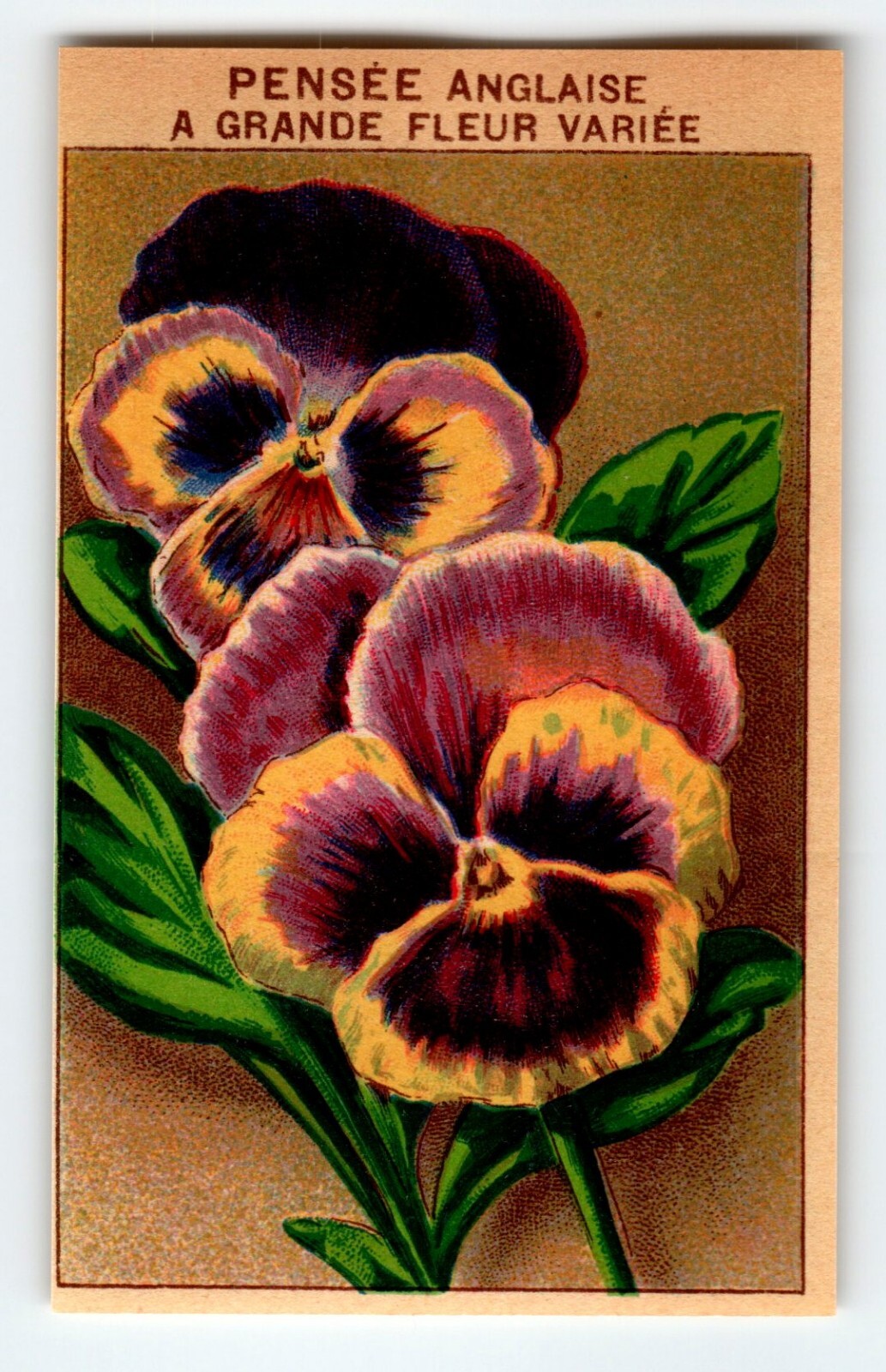 1920’s Flower Art Print PENSEE ANGLAISE Lithograph Original Made For Seed Pack