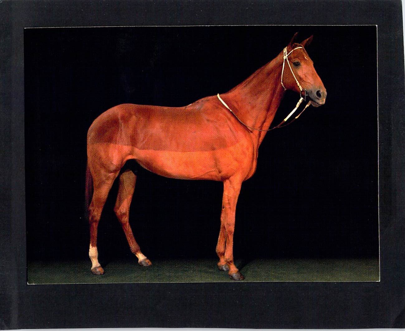 P0603 Australia V Melbourne Museum Phar Lap postcard