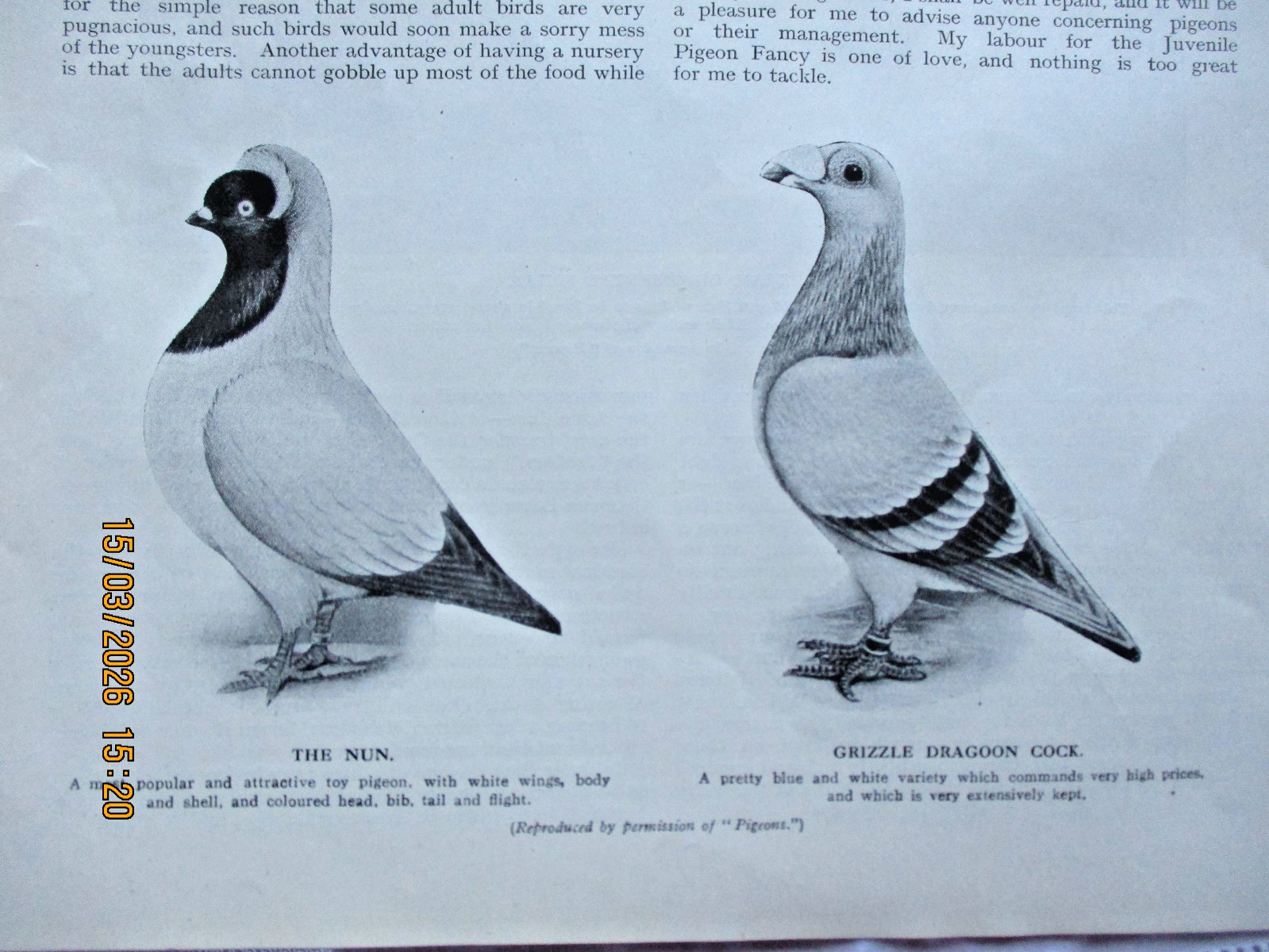 Pigeon Keeping 100 year old magazine 5 page article