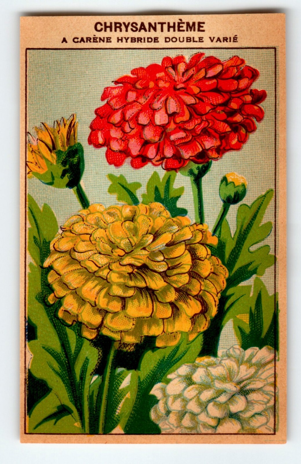 1920’s Flower Art Print CHRYSANTHEME Lithograph Original Vintage For Seed Pack