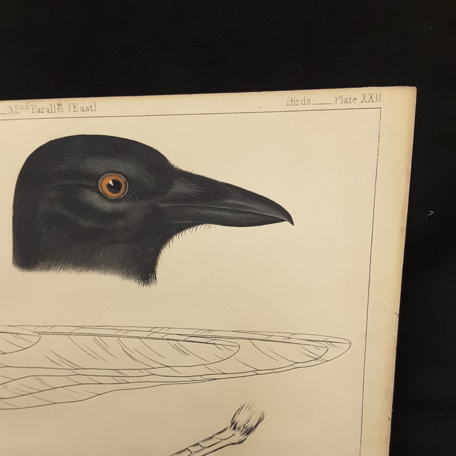 USPRR BIRD LITHOGRAPH 32nd PARALLEL EAST