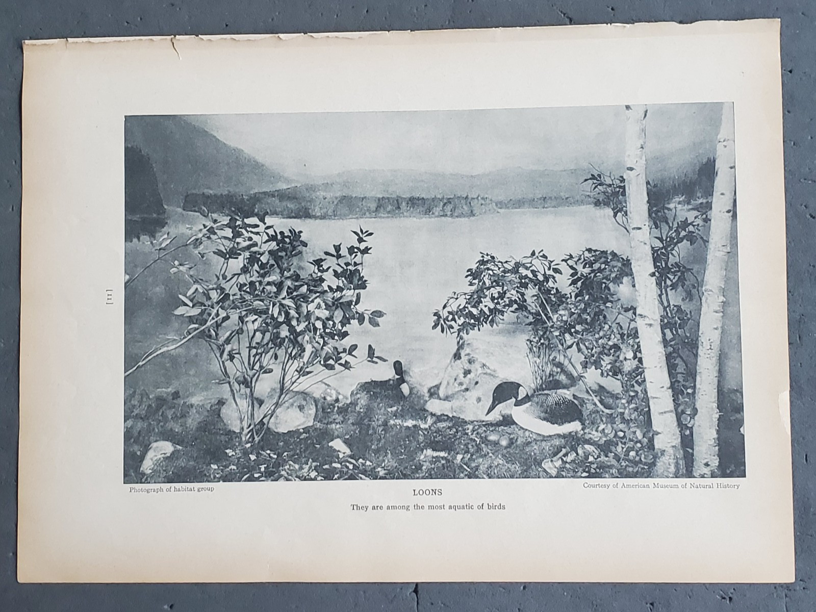 1936 Birds of America “Loons”