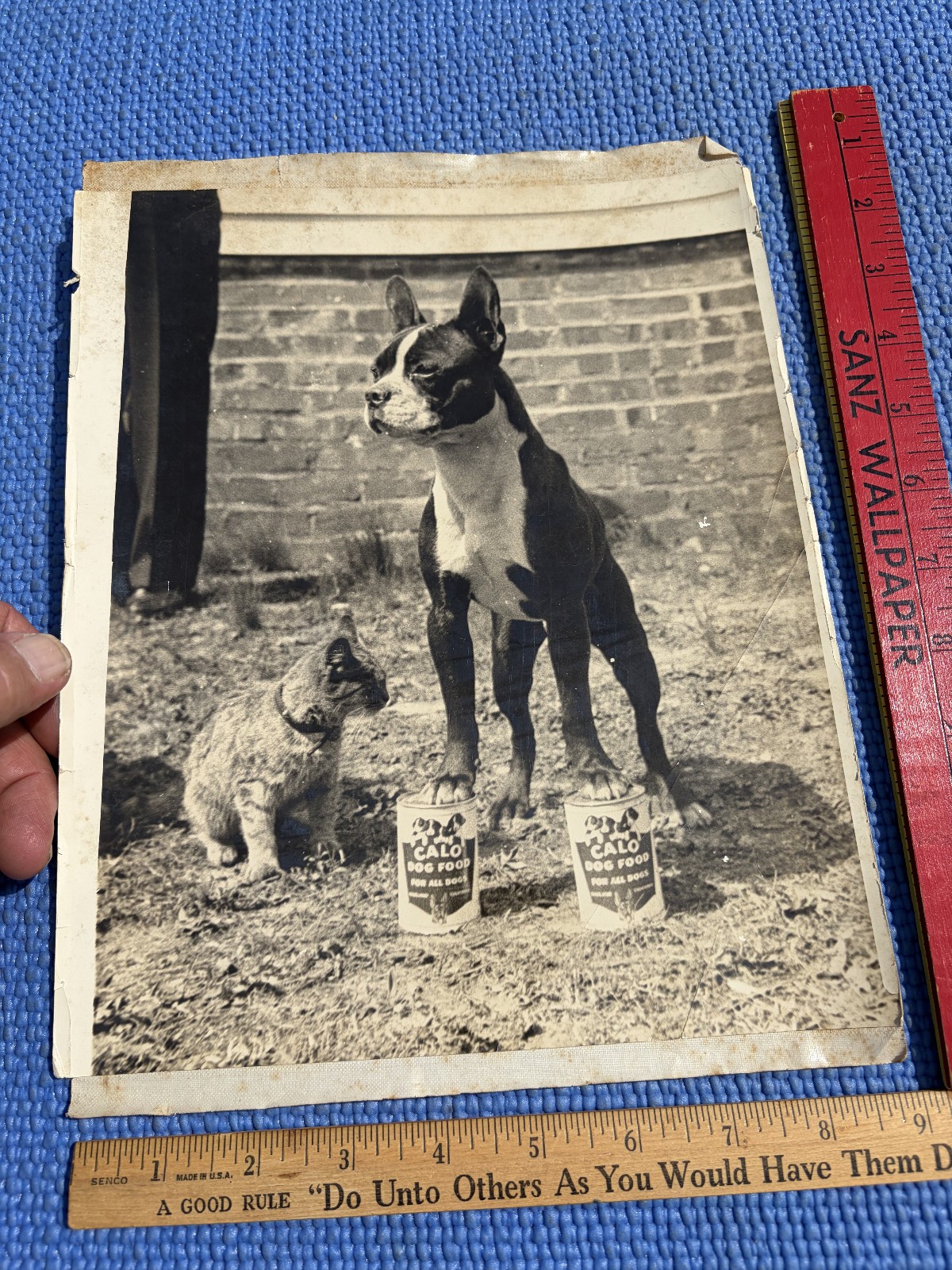 Calo Dog Food Advertising Proof RPPC photos 1950s Boston Terrier –paws on Cans