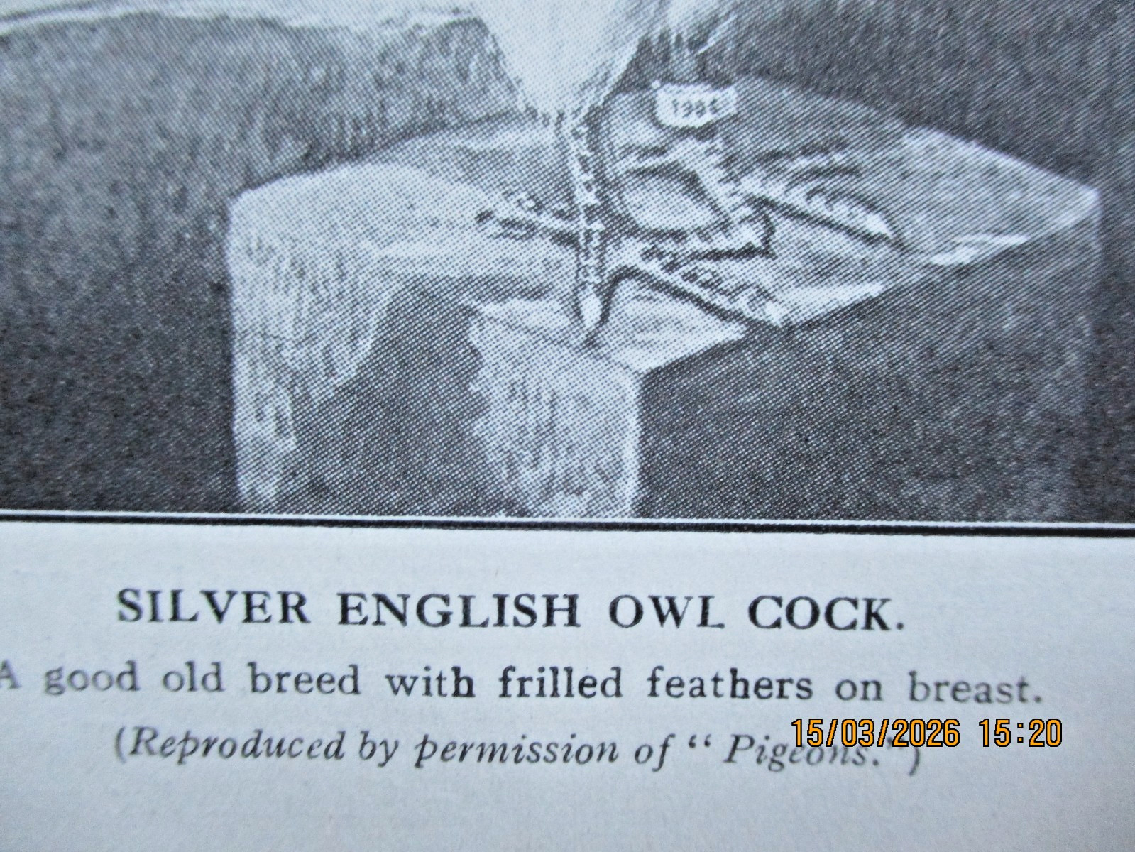 Pigeon Keeping 100 year old magazine 5 page article