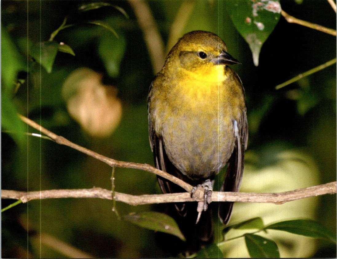 (1950) 21-12-2025 PICS postcard – World Bird – Juvenile Yellow-hooded Blackbird