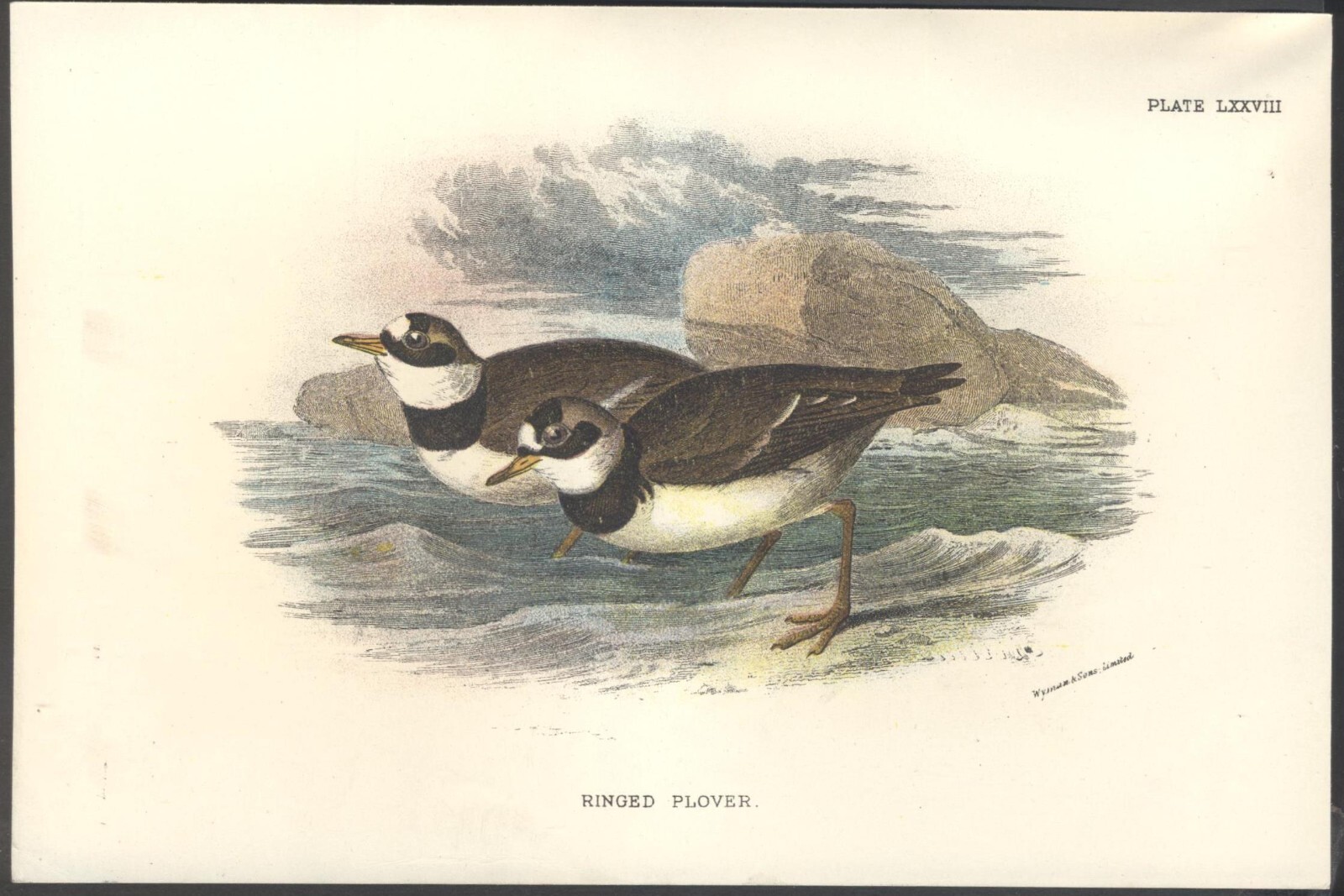 Original 19th Century Chromo-Litho BIRD Print: RINGED PLOVER. VGC. Free UK p&p