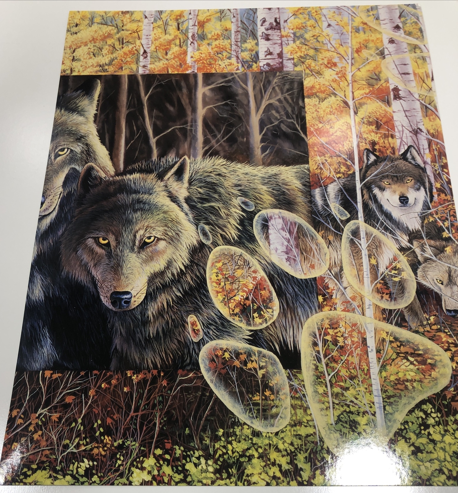 1996 Wild Animals Folder And 6 Posters USA Red Fox Owl Windows To The Wild
