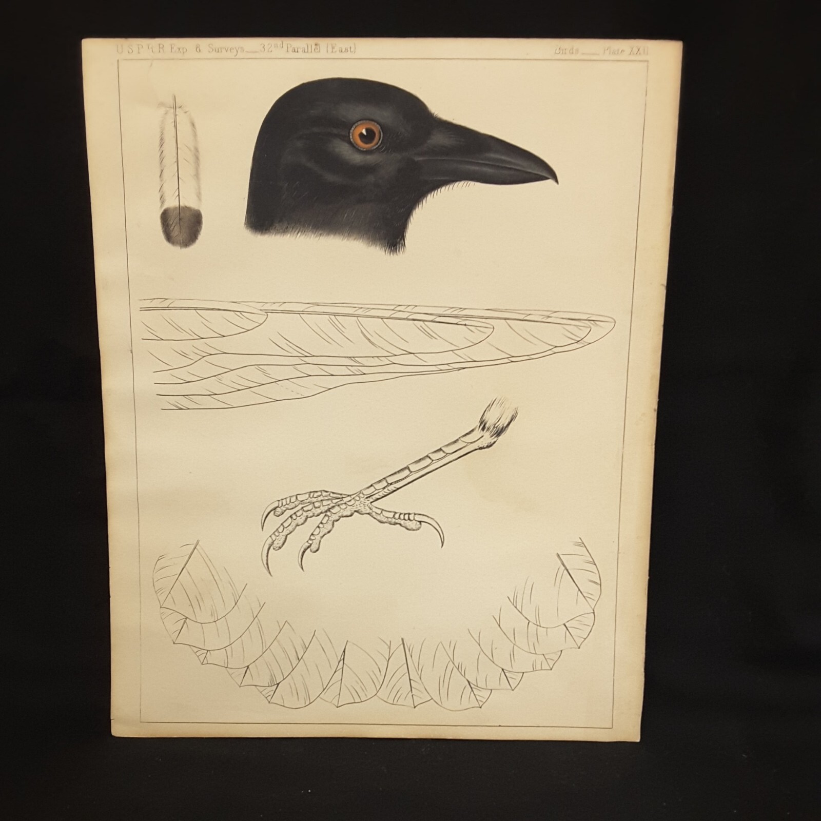 USPRR BIRD LITHOGRAPH 32nd PARALLEL EAST