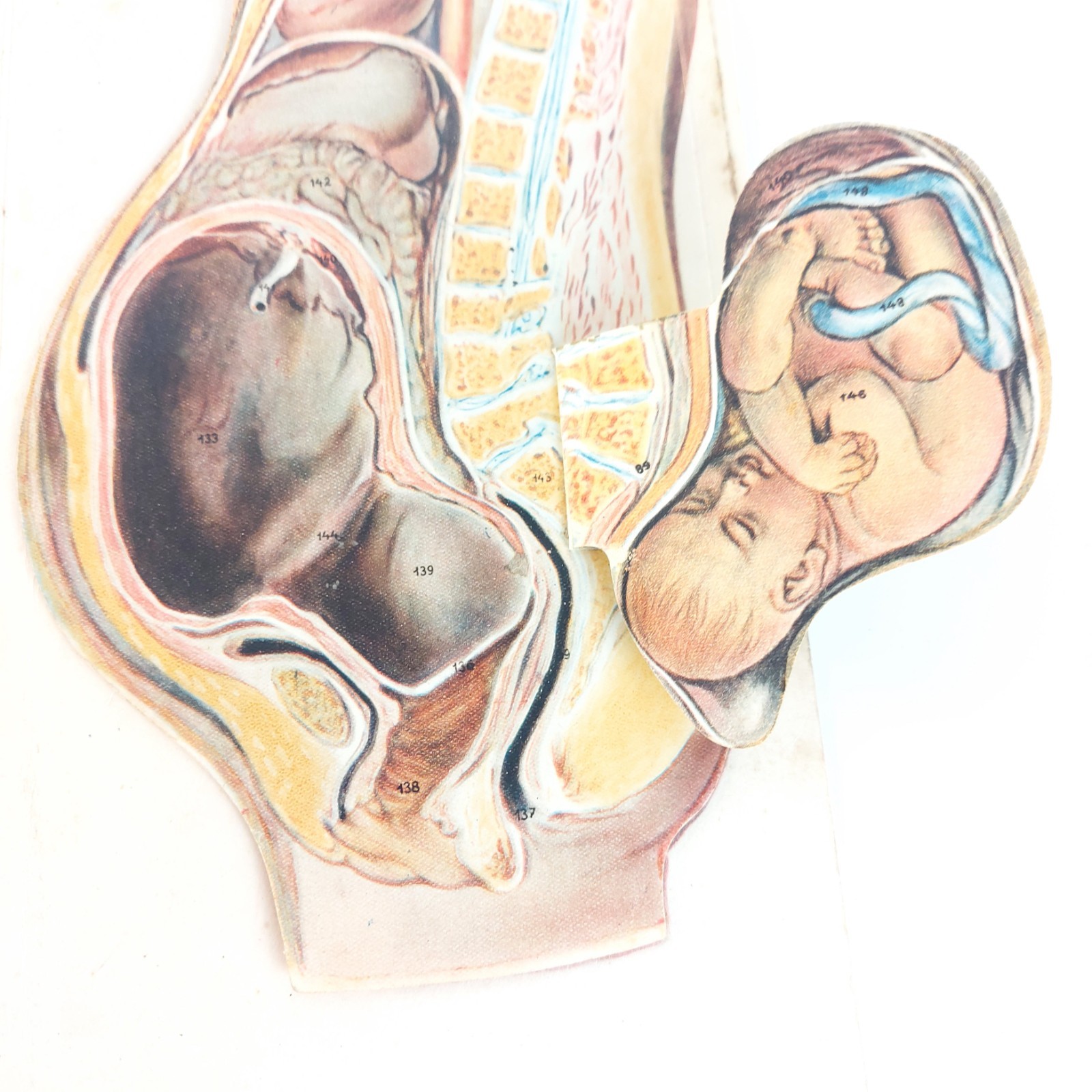 Old Antique Anatomy Illustration Skeleton Pregnancy Organs c.1910s Hungary