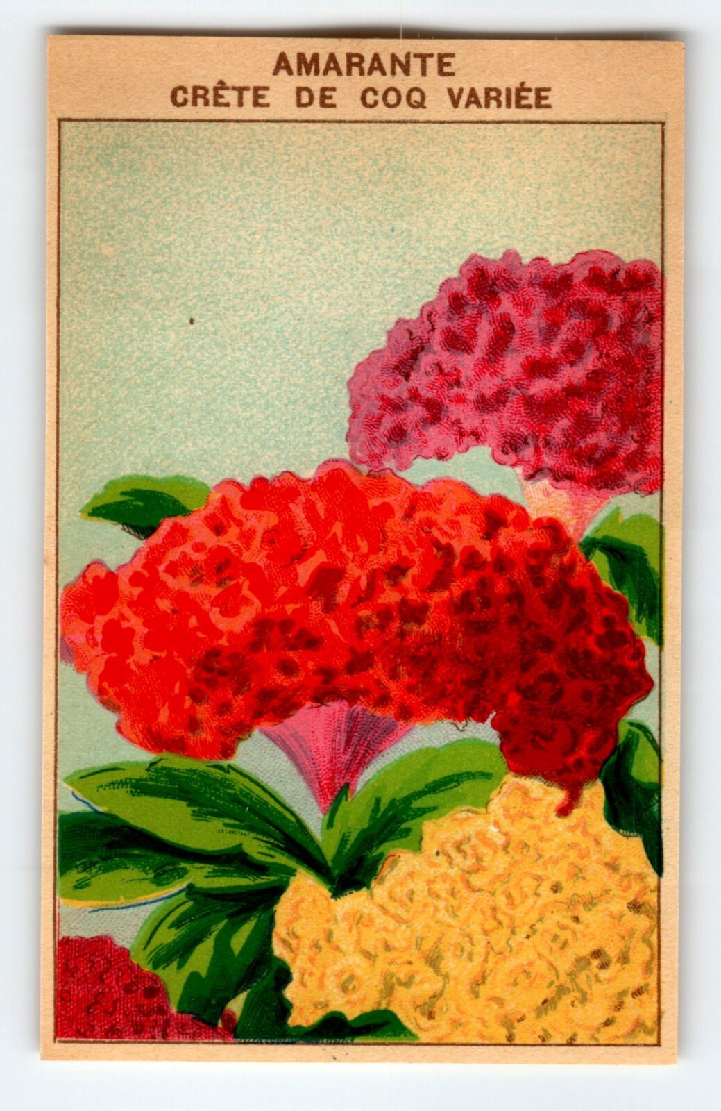 1920’s Flower Art Print AMARANTE CRETE Lithograph Original Vintage For Seed Pack