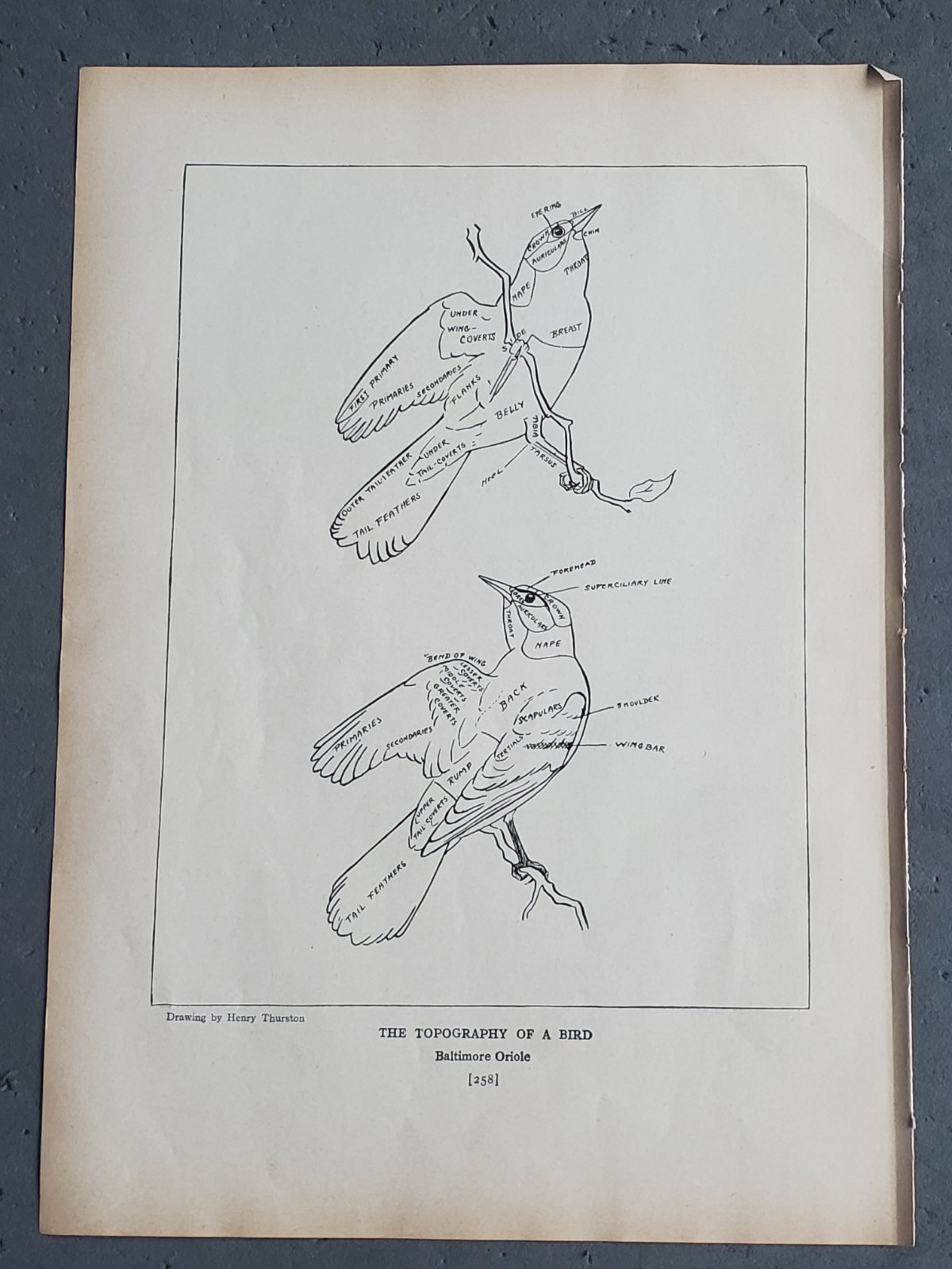 Lot (2) 1936 Birds of America “Topography of a Bird”