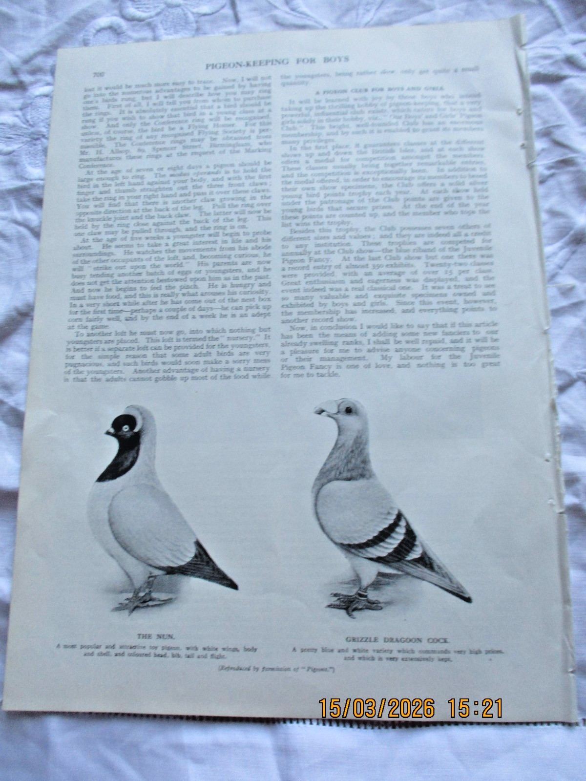 Pigeon Keeping 100 year old magazine 5 page article