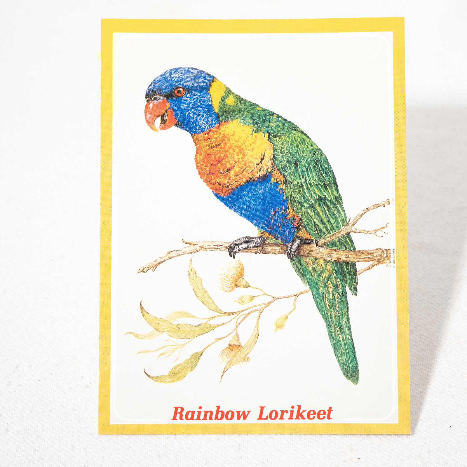 Rainbow Lorikeet Parrot Australian Bird Colour Postcard Souvenir Australia