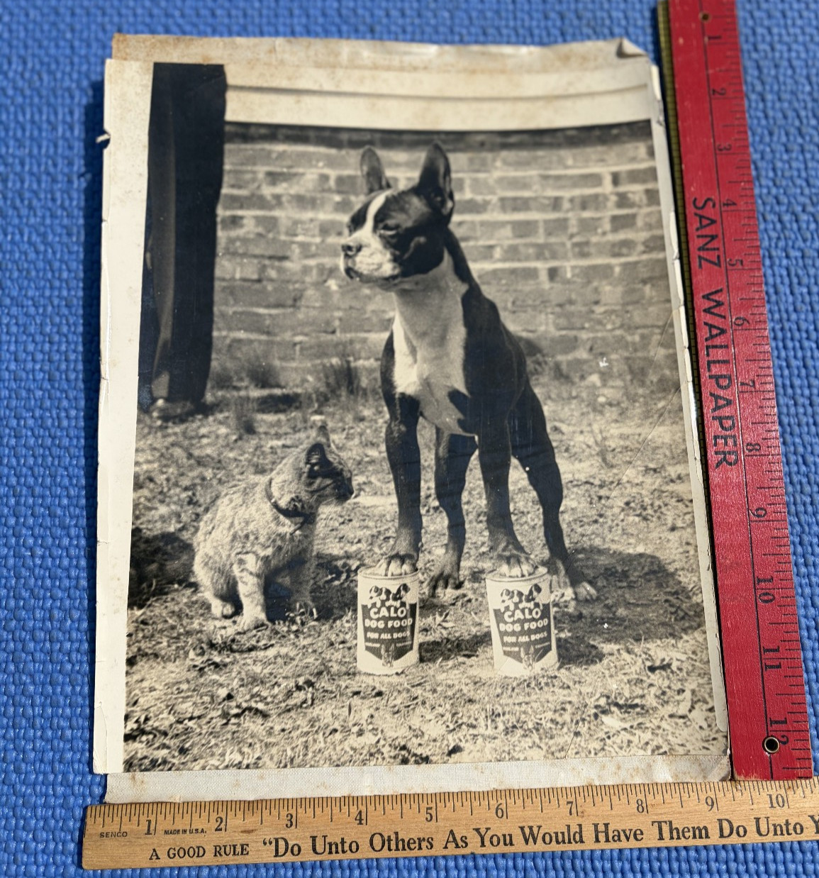 Calo Dog Food Advertising Proof RPPC photos 1950s Boston Terrier –paws on Cans