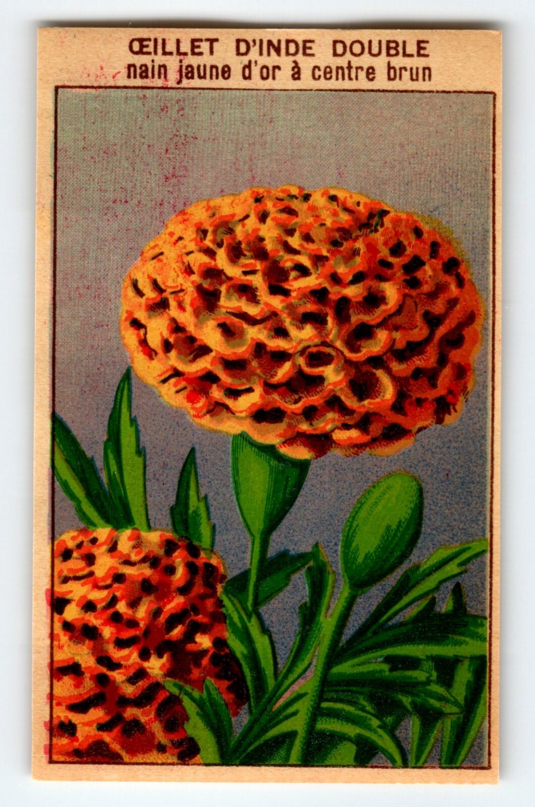 1920’s Flower Seed Art Print OEILLET D’INDE Lithograph Original Vintage Unused