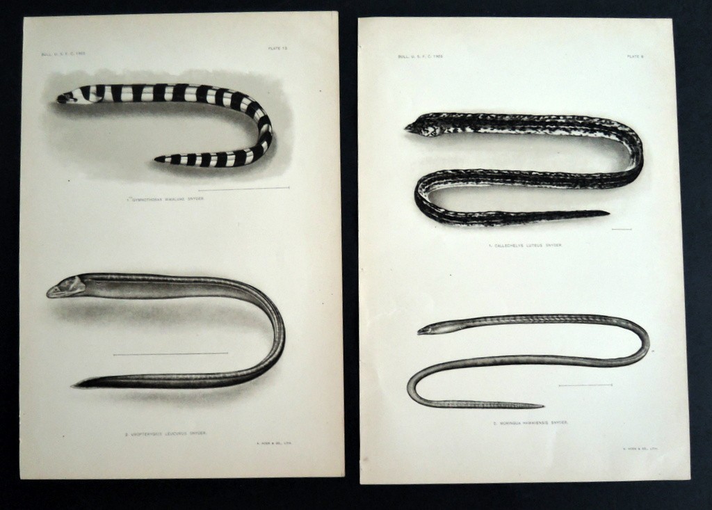 Vintage 1903 Hawaiin Fish B & W Lithograph EEL Lot of 2