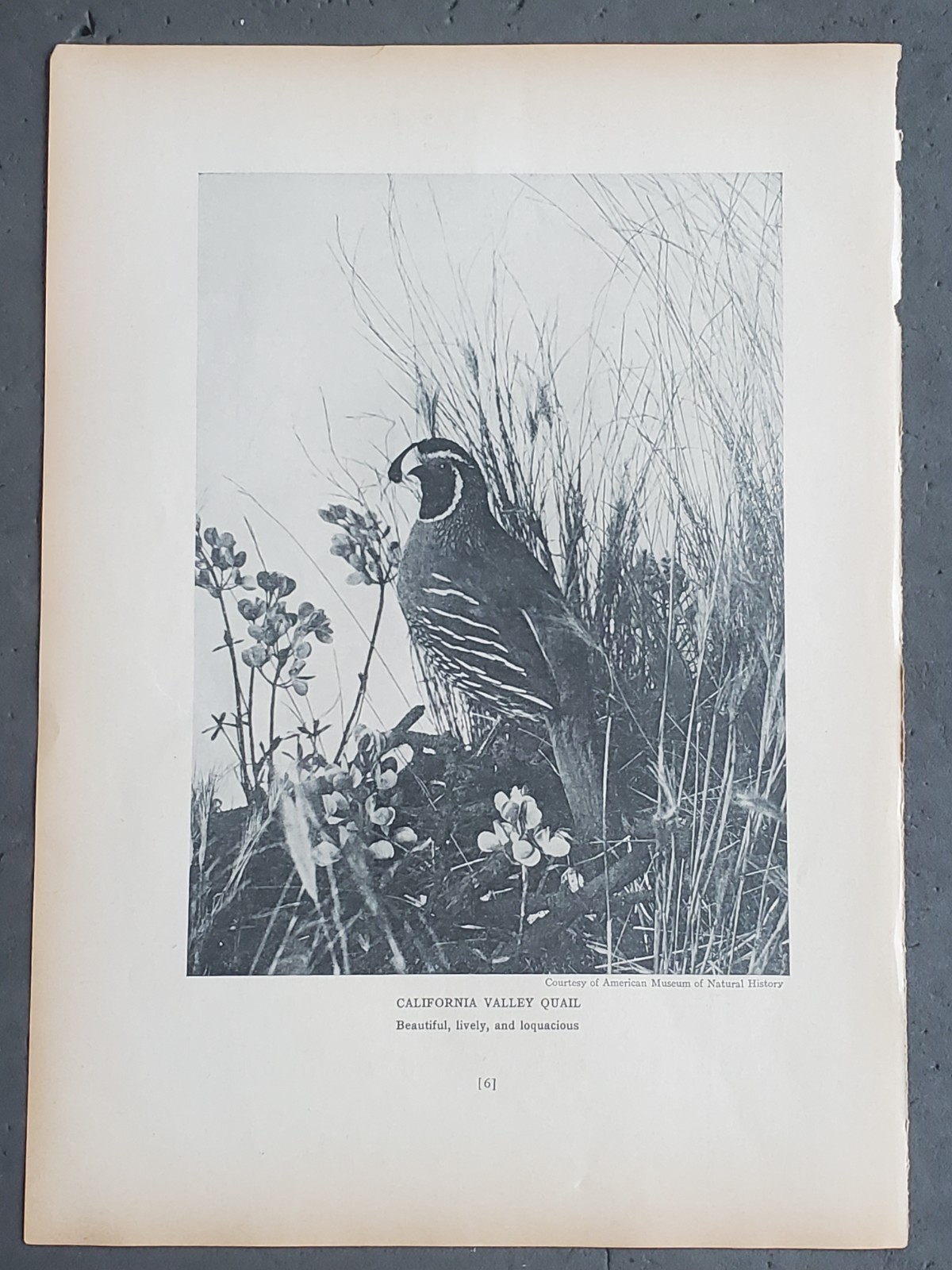 1936 Birds of America “California Valley Quail”