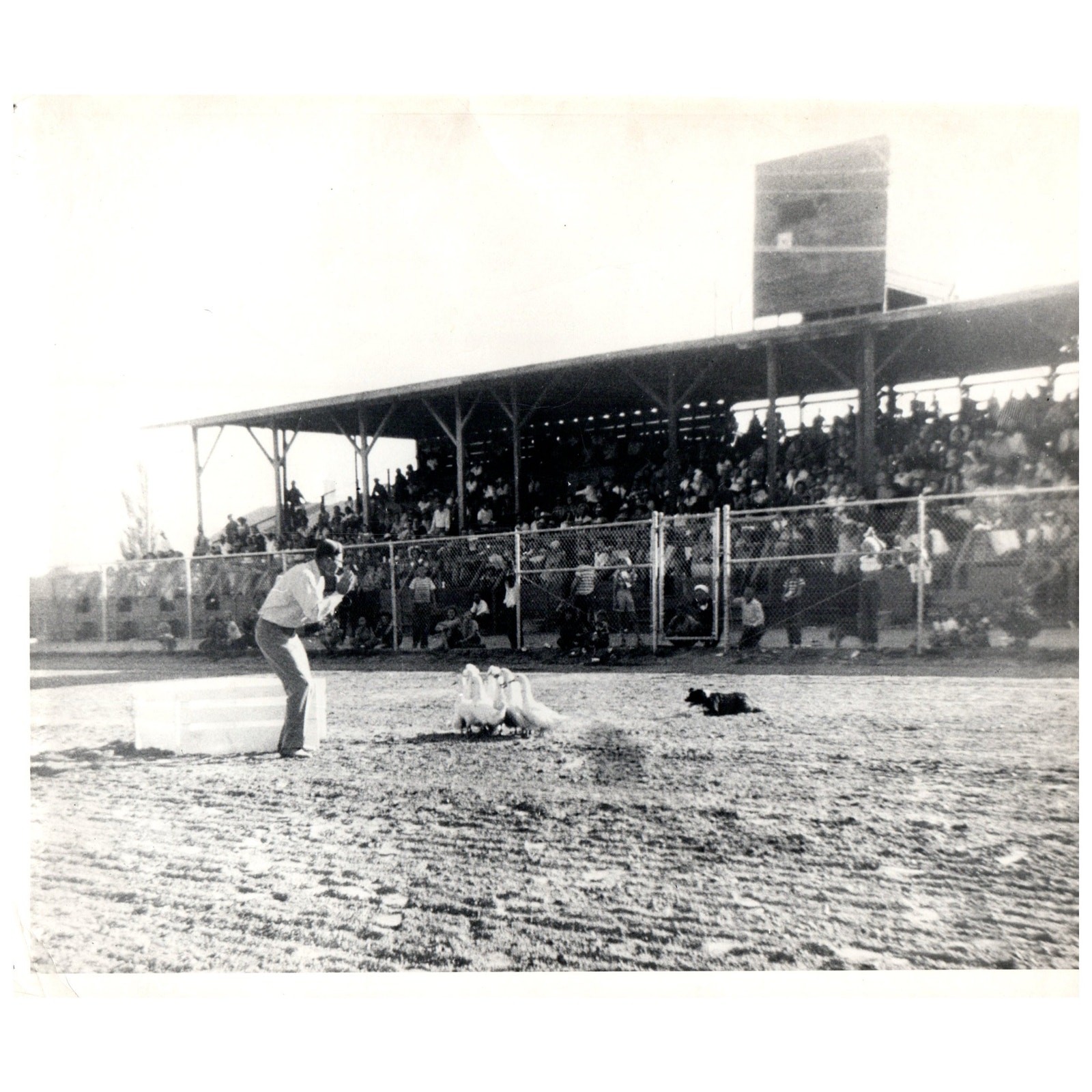Vintage Original 8×10 Photograph Penning the Ducks at Elko Race Meet Elko NV AD8