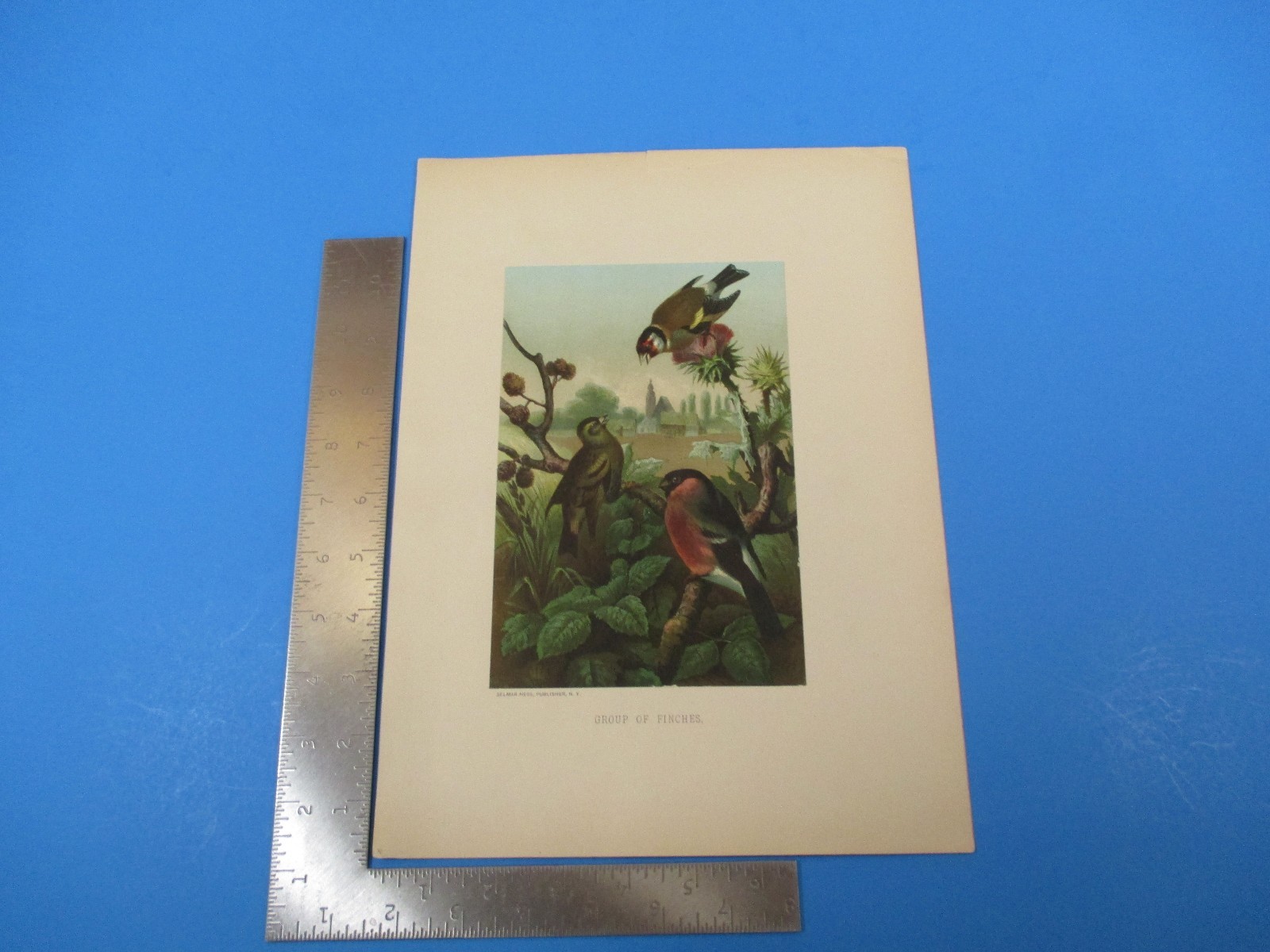 Vintage Lithograph Group of Finches Selmar Hess Publisher New York L520