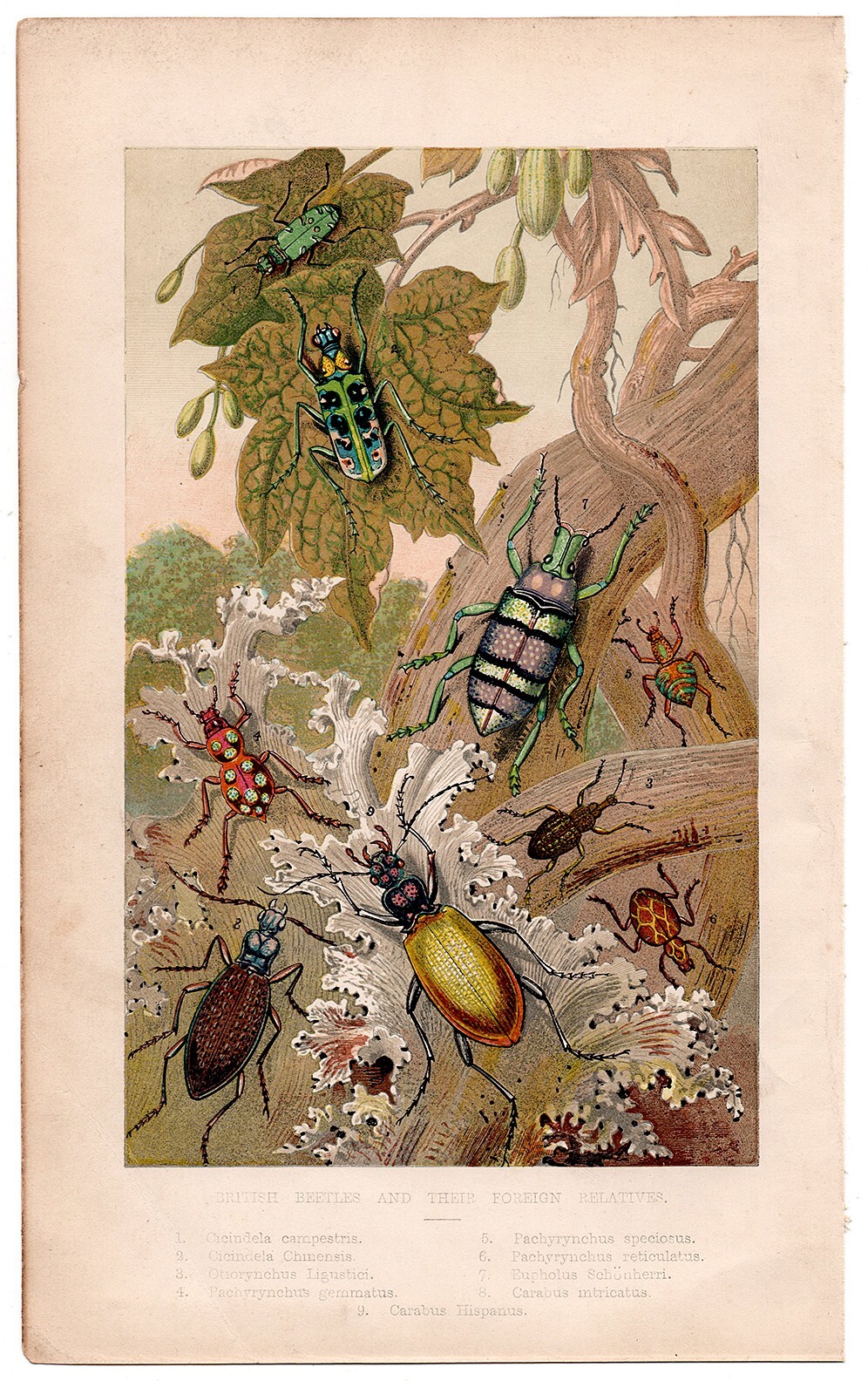 1863 Antique Lithograph, British Beetles and Their Foreign Relatives