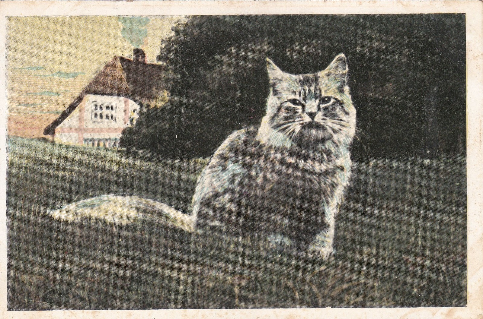 ANPC329) PC Cat in a Field with a Farmhouse, used